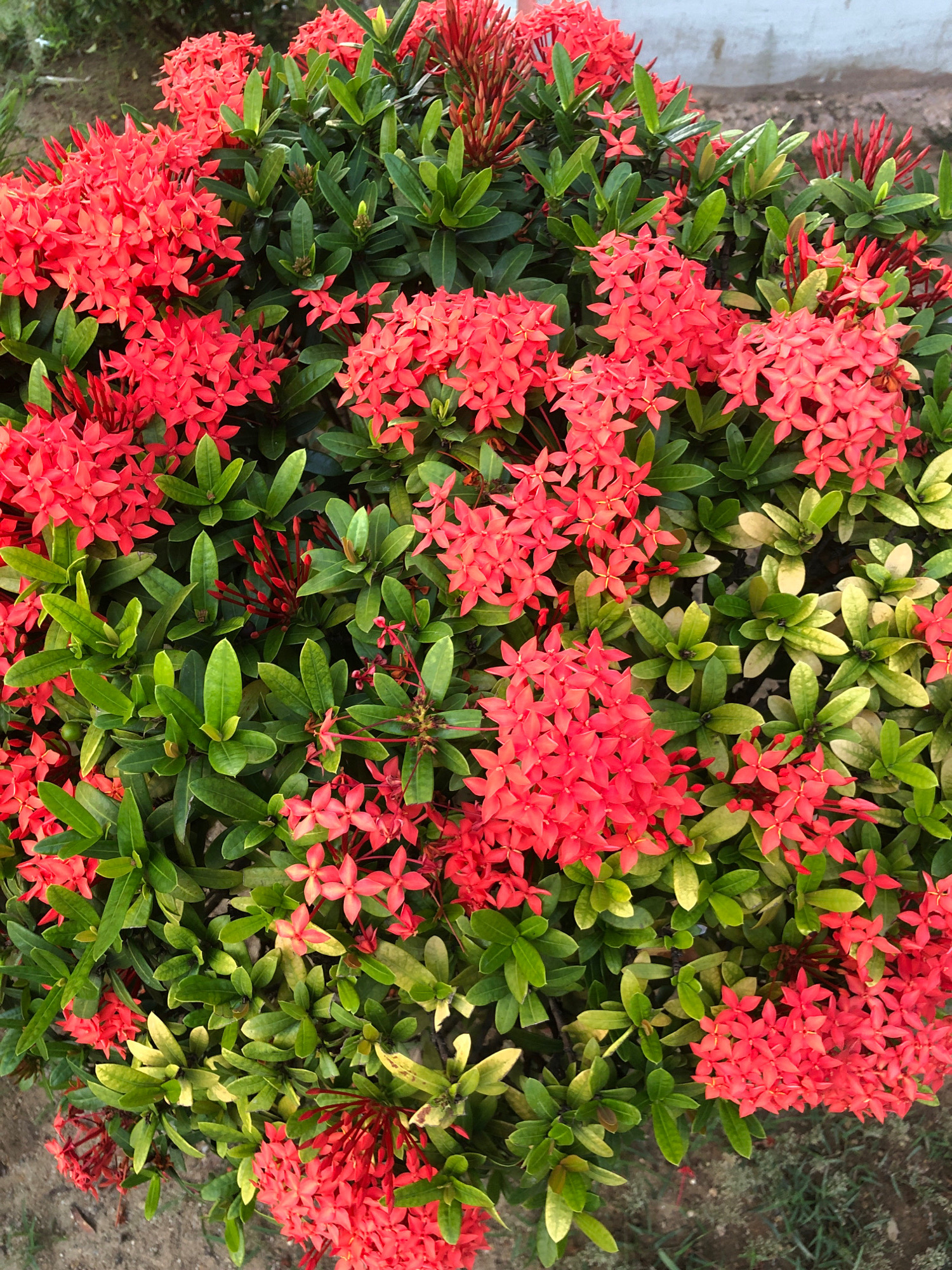 A close-up, overhead view captures a dense cluster of vibrant red Ixora flowers, also known as the jungle geranium, set against a backdrop of lush green foliage. The Ixora plant, characterized by its star-shaped, clustered blossoms, is in full bloom, with numerous flower heads dotting the frame. The leaves are a deep, healthy green, interspersed with some lighter, yellowish-green foliage, possibly indicating new growth or slight variations in the plant's health or lighting conditions.
The image is shot from a high angle, emphasizing the textured surfaces of the flowers and leaves. The background is out of focus, suggesting the subject is likely in a garden or natural setting within the city of Lhokseumawe, Indonesia. The ground beneath the plant appears to be a mix of dry soil and sparse, dry grass, indicating an outdoor environment, possibly a park, garden, or roadside. No people or animals are visible in the image. The lighting suggests it is daytime, with soft illumination that highlights the rich colors of the flowers and leaves.