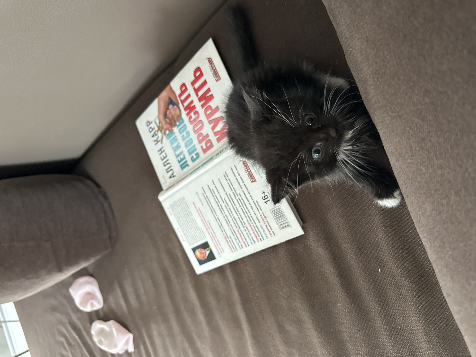 A fluffy black kitten with white whiskers and blue eyes is on a brown couch next to an open book. The book has a red and blue title in Russian. Two pink fabric scraps are to the left of the book. The scene appears to be indoors, possibly in a home in Vologda, Russia, though no specific city details are visible.