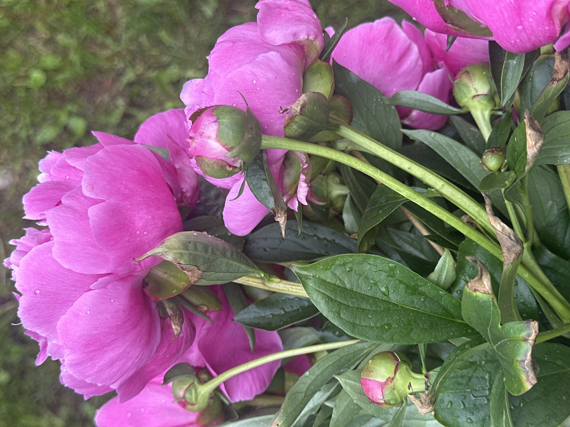 A close-up, overhead shot captures a bouquet of vibrant pink peonies and their unopened buds, nestled amongst dark green leaves. Water droplets glisten on the petals and foliage, suggesting a recent watering or rain. The background is softly blurred green grass, hinting at an outdoor setting. The image is focused on the natural beauty of the flowers. This scene could be from any garden, but given the information available from the metadata, it is located in the city of Chaikovsky, Russia. There are no people or actions depicted in this still life.