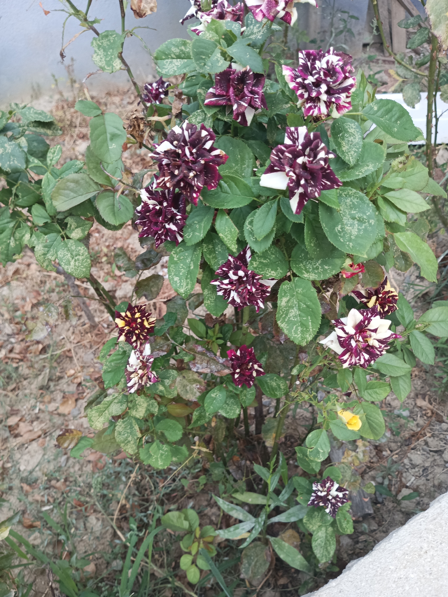 A close-up, eye-level shot captures a rose bush with multiple striped flowers in various stages of bloom. The flowers exhibit a striking pattern of deep burgundy and white, with some petals showing hints of yellow. The foliage is a vibrant green, with some leaves displaying a lighter, almost dusty mottling. The rose bush is situated outdoors in what appears to be a garden or yard setting. The ground beneath the bush is covered in dry leaves and soil, with some patches of green grass. A light-colored concrete edge is visible in the lower right corner of the frame. The overall lighting suggests it is daytime. There are no people or animals present in the image.