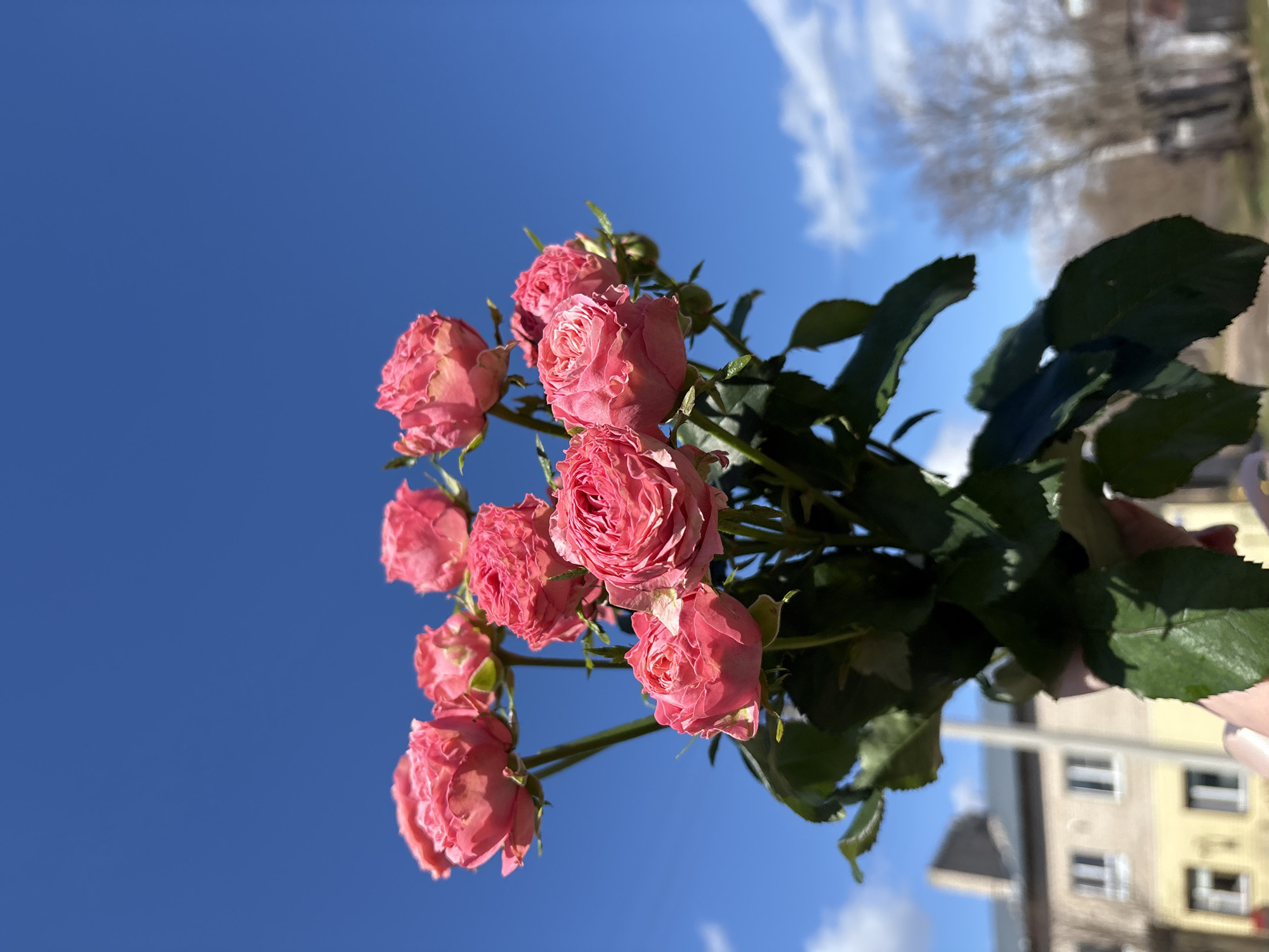 The image displays a bouquet of vibrant pink roses held against a bright blue sky on a sunny day. The picture is rotated 90 degrees counter-clockwise, with the sky dominating the left half and the flowers occupying the right and lower-middle sections. If reoriented, the flowers would be held upright against the sky.
Approximately ten individual roses are visible, featuring tightly packed, ruffled petals in various shades of pink, from a softer hue on the outer edges to a deeper tone in their centers. Lush green leaves and stems are clearly seen as part of the bouquet. A hand with pale skin, possibly wearing light-colored nail polish, is holding the flowers from the bottom right corner of the original image frame.
The background is predominantly a clear, brilliant blue sky with several wispy white clouds. In the far distance on the right side of the image (or top-right if reoriented), out-of-focus bare tree branches suggest a late winter or early spring season. Beyond the trees, indistinct buildings, possibly apartment blocks with visible windows, are blurred against the horizon. The setting is outdoors, under natural daylight, consistent with the provided location context of Фоки, Russia. There is no visible text in the image.