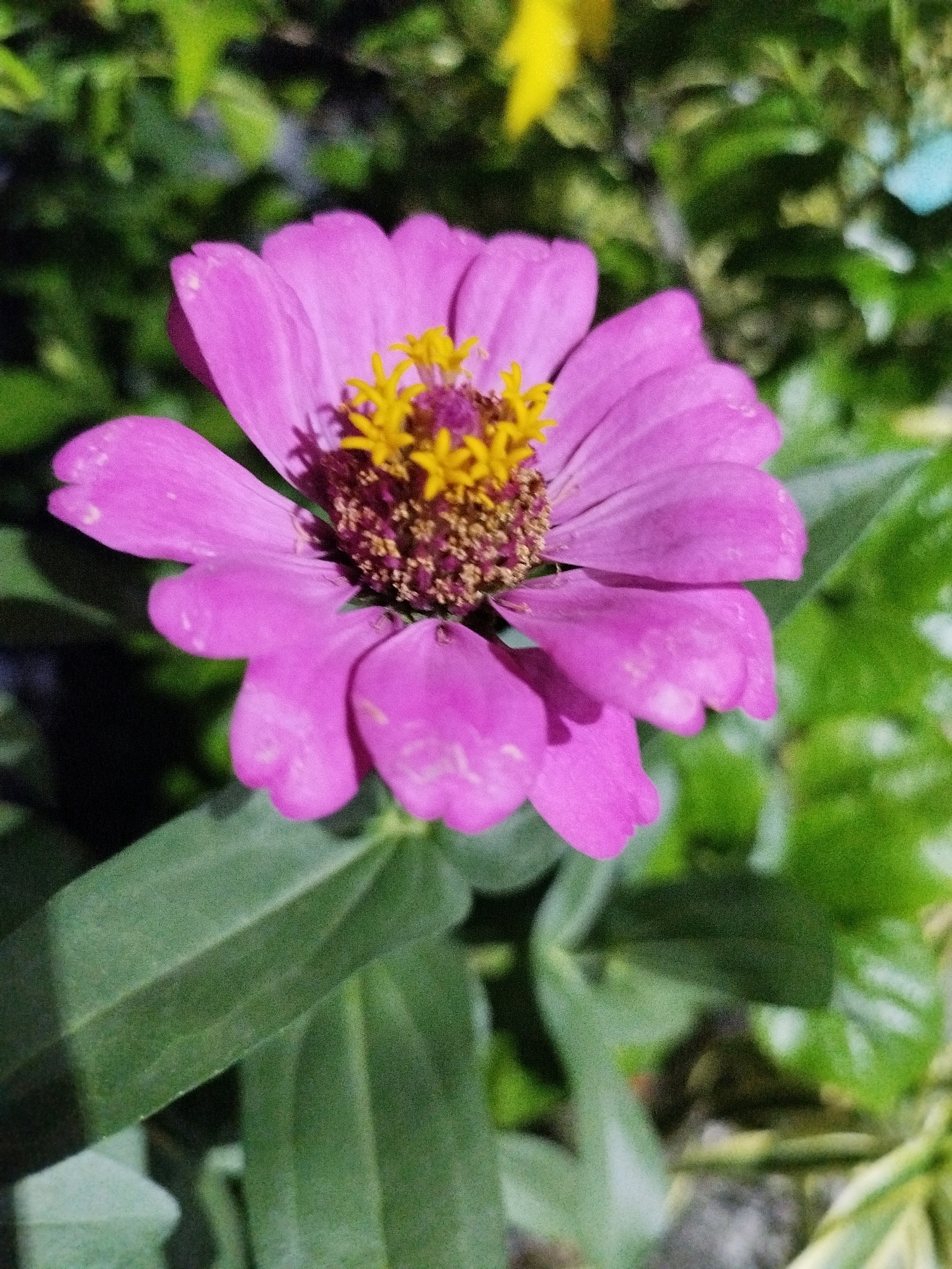 A close-up, eye-level shot captures a vibrant pink zinnia flower in full bloom. The flower's petals, tinged with a slightly darker hue towards their tips, unfurl to reveal a central disk of yellow stamens and deep purple pistils. The background is a blur of lush green foliage, with hints of yellow and blue suggesting other plants or perhaps a distant object. The lighting is bright, creating subtle shadows on the flower and highlighting the texture of its petals. The scene is likely set outdoors, possibly in a garden or park in Depok, Indonesia, where zinnias are commonly found. There are no people or any discernible actions occurring in the image.
