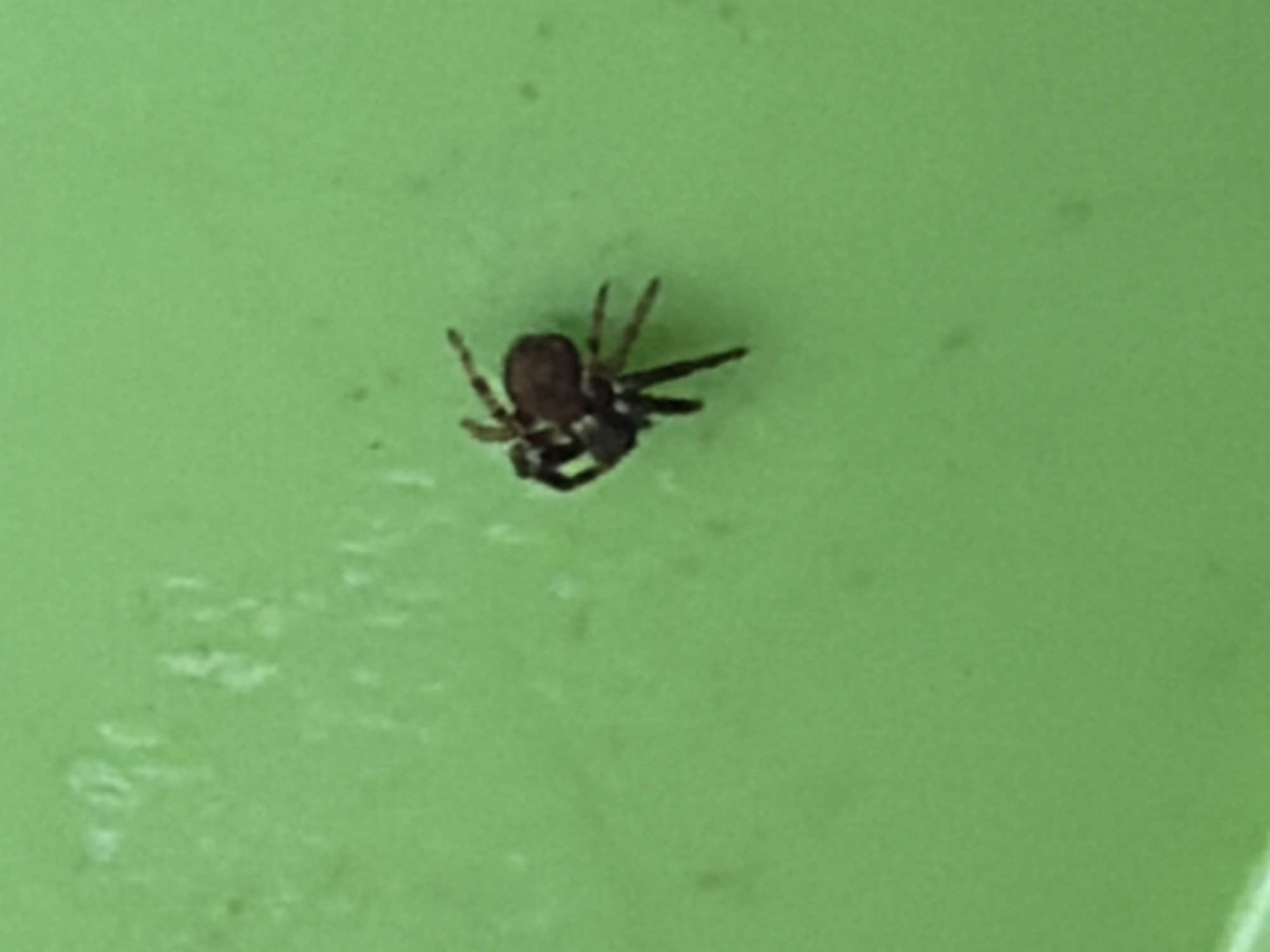 A small, dark-colored spider is positioned on a bright green, textured surface. The spider is curled, with its legs tucked in. The surface appears to be a plastic or painted object, possibly an outdoor item given the slightly speckled appearance, consistent with environmental exposure. There are no visible people or other significant objects in the immediate vicinity. The overall lighting suggests an outdoor environment, possibly during daylight.