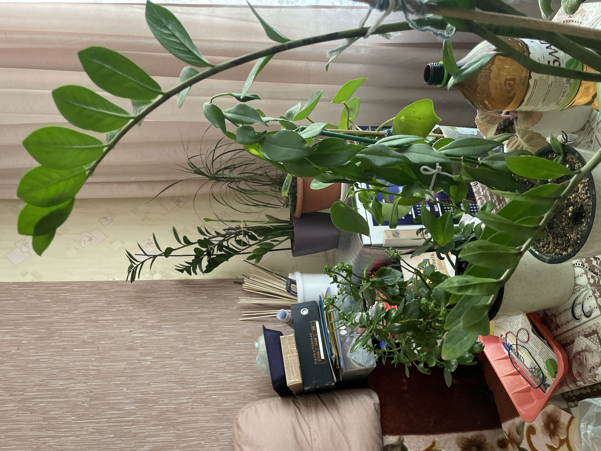 The image shows a cluttered indoor scene with a variety of potted plants. There are at least four plants visible, including a ZZ plant with long, arching stems and oval leaves. A bottle of liquid is partially visible amongst the plants. A collection of books, papers, and other miscellaneous objects are also on the surface. There are wooden skewers as well. The background consists of a wall with wallpaper and a curtain. The scene appears to be indoors, possibly in a residential setting. There is not enough information to determine the location in the city of Zheleznogorsk, Russia.