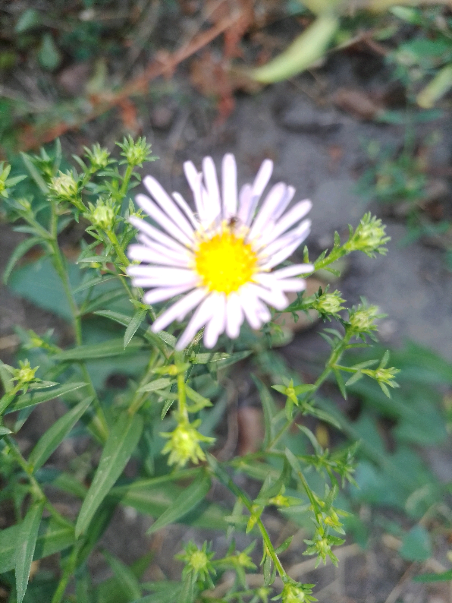The image shows a close-up of a single white daisy-like flower with a yellow center, in bloom, and surrounded by green foliage and unopened flower buds. A small insect, possibly a fly, is visible on the flower's petals. The background is blurred, showing earth and vegetation. The scene is an outdoor natural environment, possibly a garden or field. The location is Ustyvytsia, Ukraine.