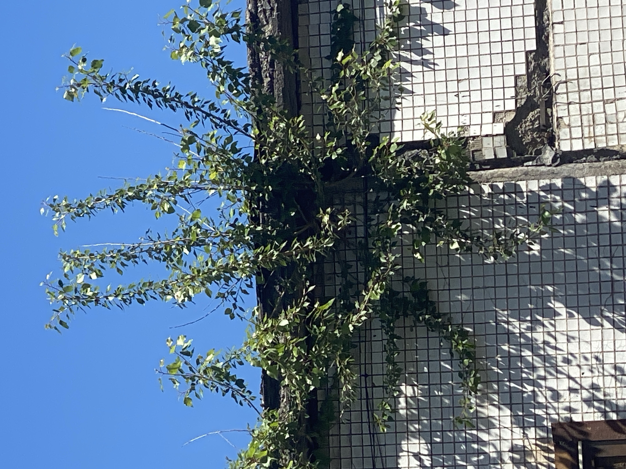A tree with green foliage grows over the roof of a building with a tiled facade. The building is white with small square tiles. The sky is blue. The image appears to be taken outdoors, possibly in an urban environment.