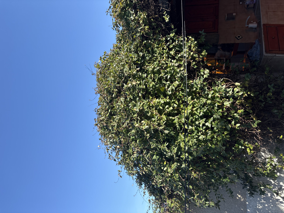 The image depicts an outdoor scene in the city of Stefan Karadja, Bulgaria, under a clear, cloudless blue sky that occupies the upper portion of the frame. A large, dense volume of leafy green vegetation, consistent with an overgrown vine or climbing plant, dominates the mid-ground and lower sections, presenting a thick canopy of foliage with some visible bare branches interspersed.
To the far left, a vertical section of a light-colored, possibly concrete or stucco, wall is visible, partially covered by the climbing plant. Shadows are cast onto this wall, indicating direct sunlight from the left. To the right and beneath the dense foliage, a segment of an outdoor utility area or kitchen is partially exposed. This area features dark brown wooden upper cabinets with two visible doors and a lower cabinet section with a single visible drawer. A tiled backsplash, composed of light brown or beige square tiles with sporadic darker diamond patterns, is visible above a countertop. A white sink basin is set into the countertop, beside which a white pump-style dispenser bottle and other small items are present. An orange glow, suggesting an interior light source or reflected light from a partially obscured window or opening, emanates from behind the foliage to the right of the center. A black electrical wire or cable traverses horizontally across the mid-lower section of the image, passing in front of the vegetation and above the utility area. The scene is illuminated by bright natural light.
