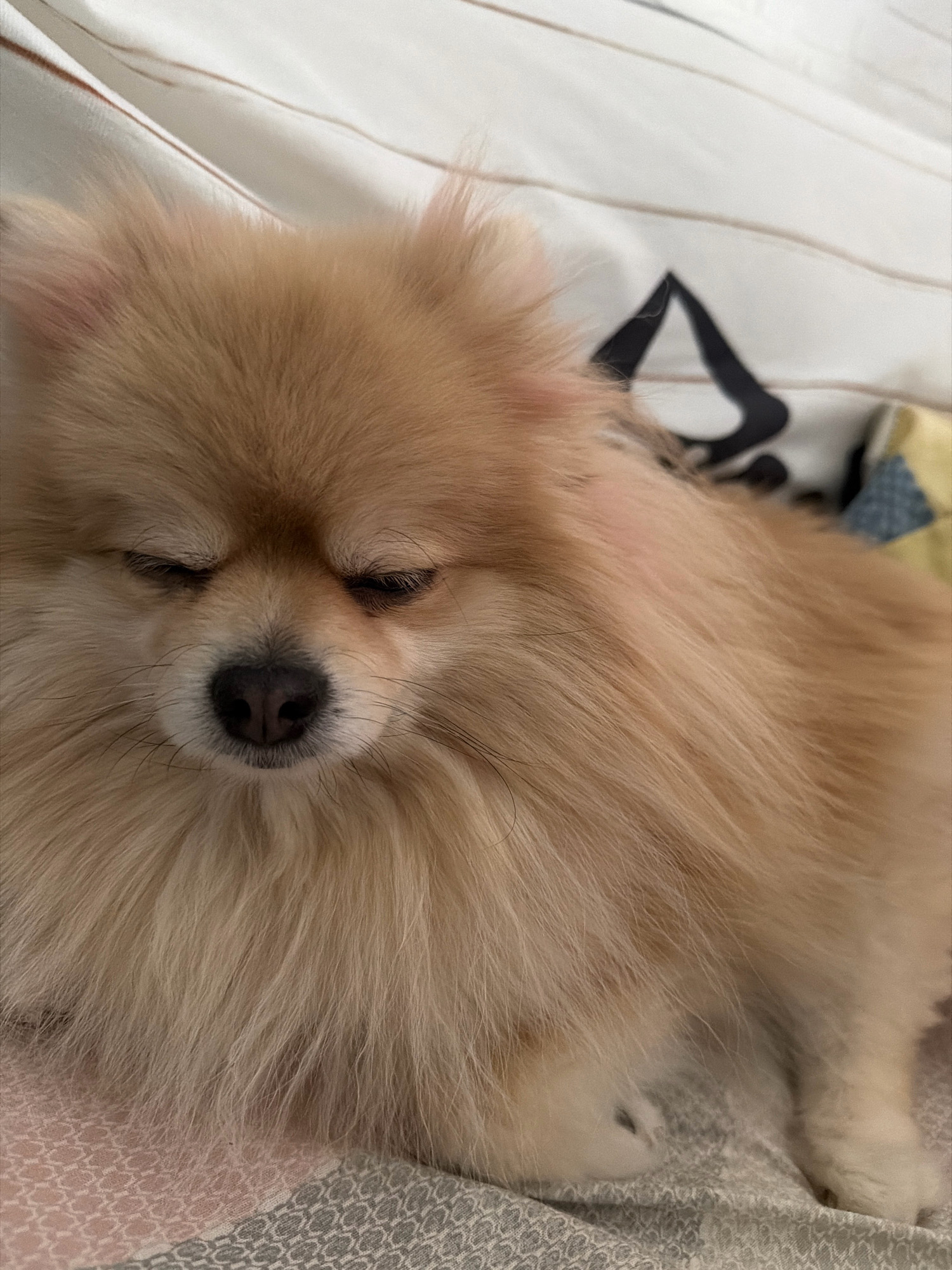 A close-up, eye-level shot shows a light brown Pomeranian dog with its eyes closed, appearing to be sleeping on a bed. The dog's fur is fluffy and its face is the primary focus. The background consists of a white striped duvet and a pillow with a black abstract design. The bedding has a patterned texture, appearing to be a soft fabric. The dog is positioned in the center of the frame. The image appears to have been taken indoors, possibly in a bedroom. There is no indication of the location within Tbilisi, Georgia.