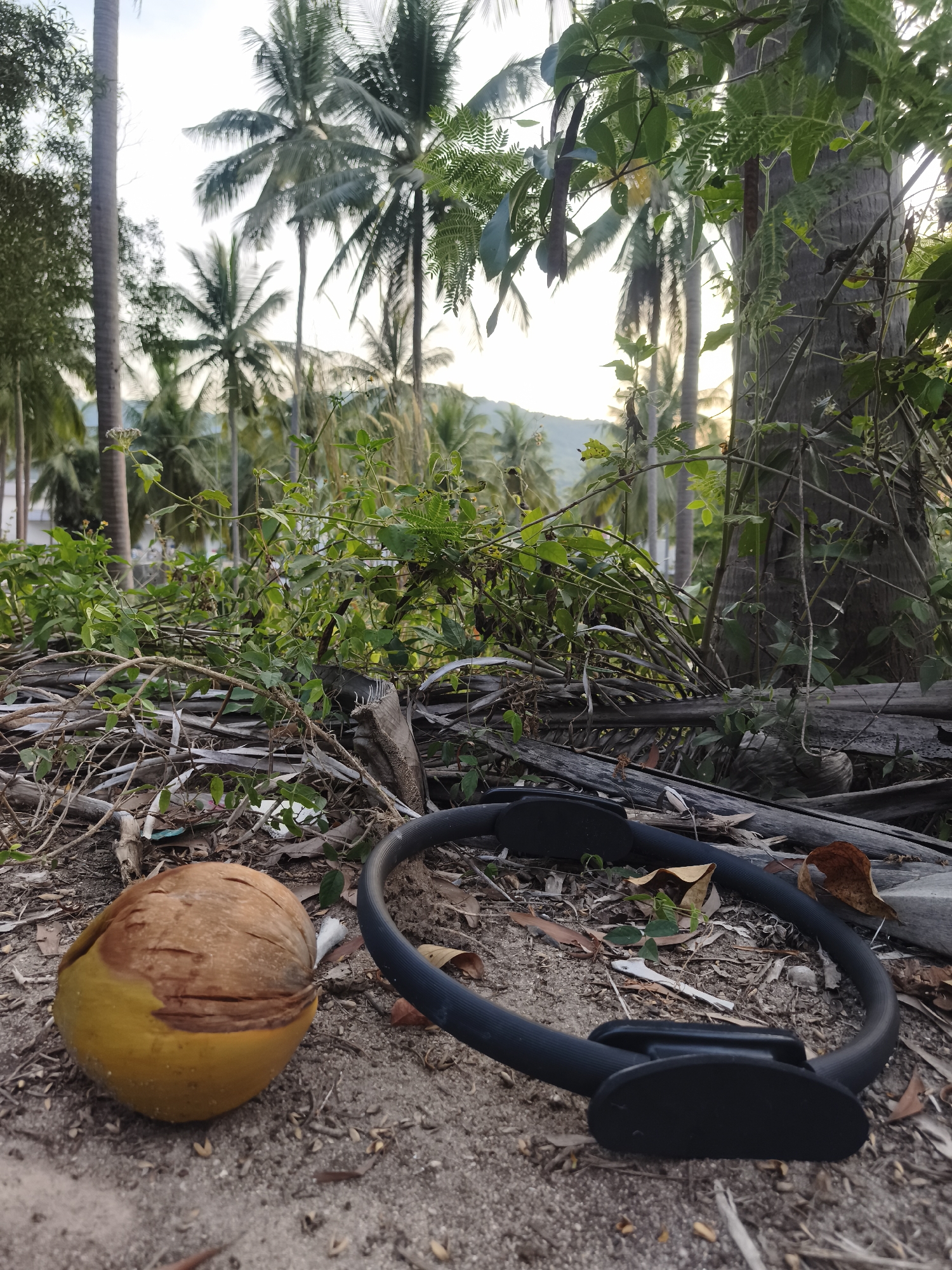 The image, taken in บ้านบางรักษ์, Thailand, shows a scene on the ground amidst vegetation and palm trees in the background. In the foreground, there is a yellow and brown coconut and a black pilates ring on a sandy surface mixed with twigs and leaves. Overgrowth of greenery and fallen branches is behind the coconut and ring. Palm trees are visible in the distance against a bright sky.