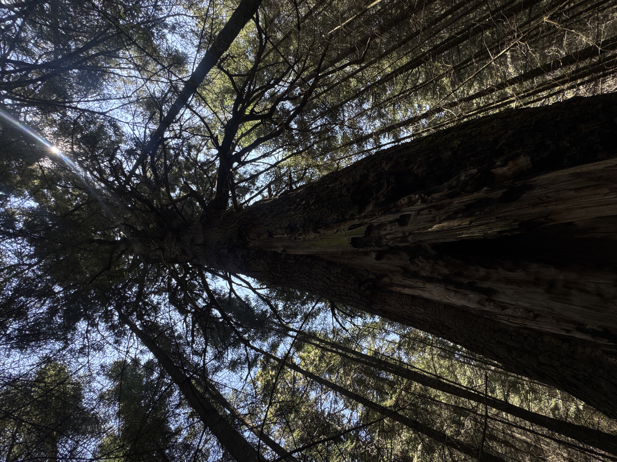 The image is a low-angle shot looking up through a forest canopy. The sky is visible in patches between the trees, with a sun flare in the upper left. The main subject appears to be a large tree trunk, possibly hollowed out, extending diagonally across the frame. Other trees surround it, creating a dense, somewhat dark forest environment. It is unlikely to be Guadaloupe, Mexico, due to the vegetation being more consistent with a temperate forest environment.