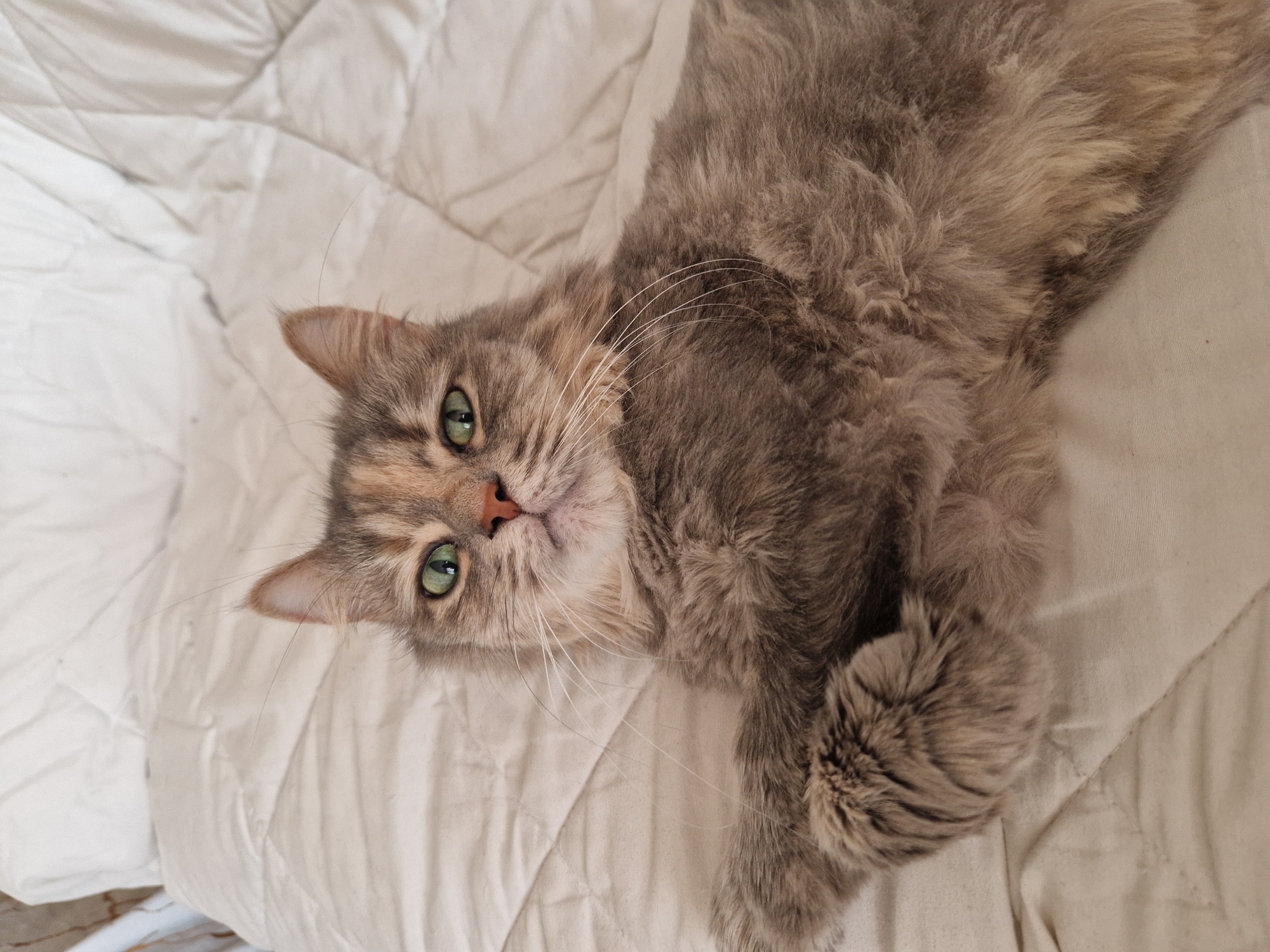 A fluffy, grey and tan cat with bright green eyes lies on a white, quilted bedspread. The cat's head is slightly tilted, and its gaze is directed towards the camera. One of its front paws is resting on the bedspread, partially visible. The background consists of the textured white surface of the bed. The scene does not depict any elements that can be used to identify a specific location in Lovech, Bulgaria.