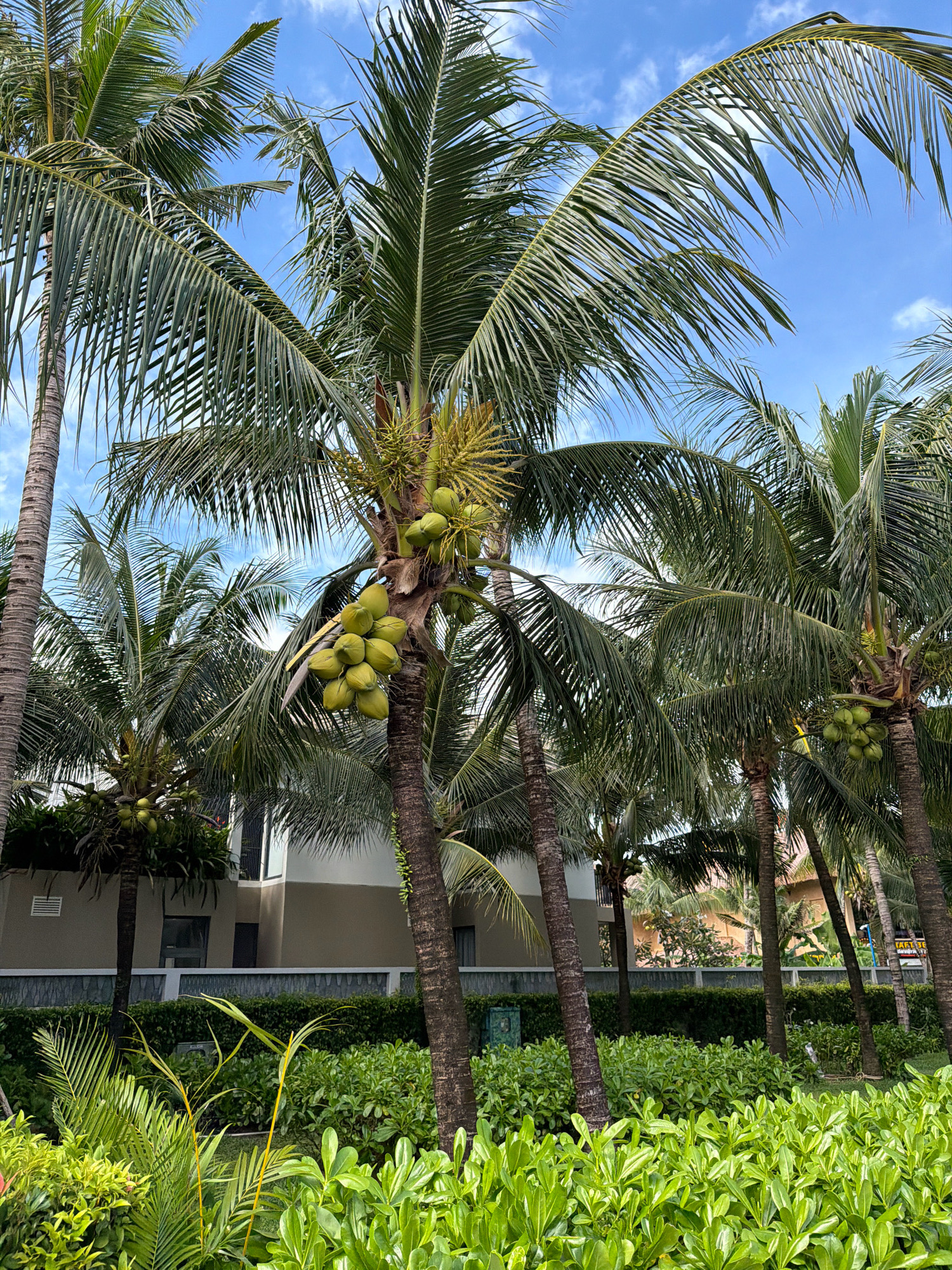 A cluster of mature coconut trees with green coconuts are prominent in the foreground and midground, against a backdrop of a modern building and lush green foliage. The sky is blue with scattered white clouds. The scene appears to be in a tropical resort setting, likely in Phú Quốc, Vietnam, given the abundance of coconut trees and the architectural style of the building. There are no people visible in the image. The overall impression is one of a sunny day in a tropical paradise.