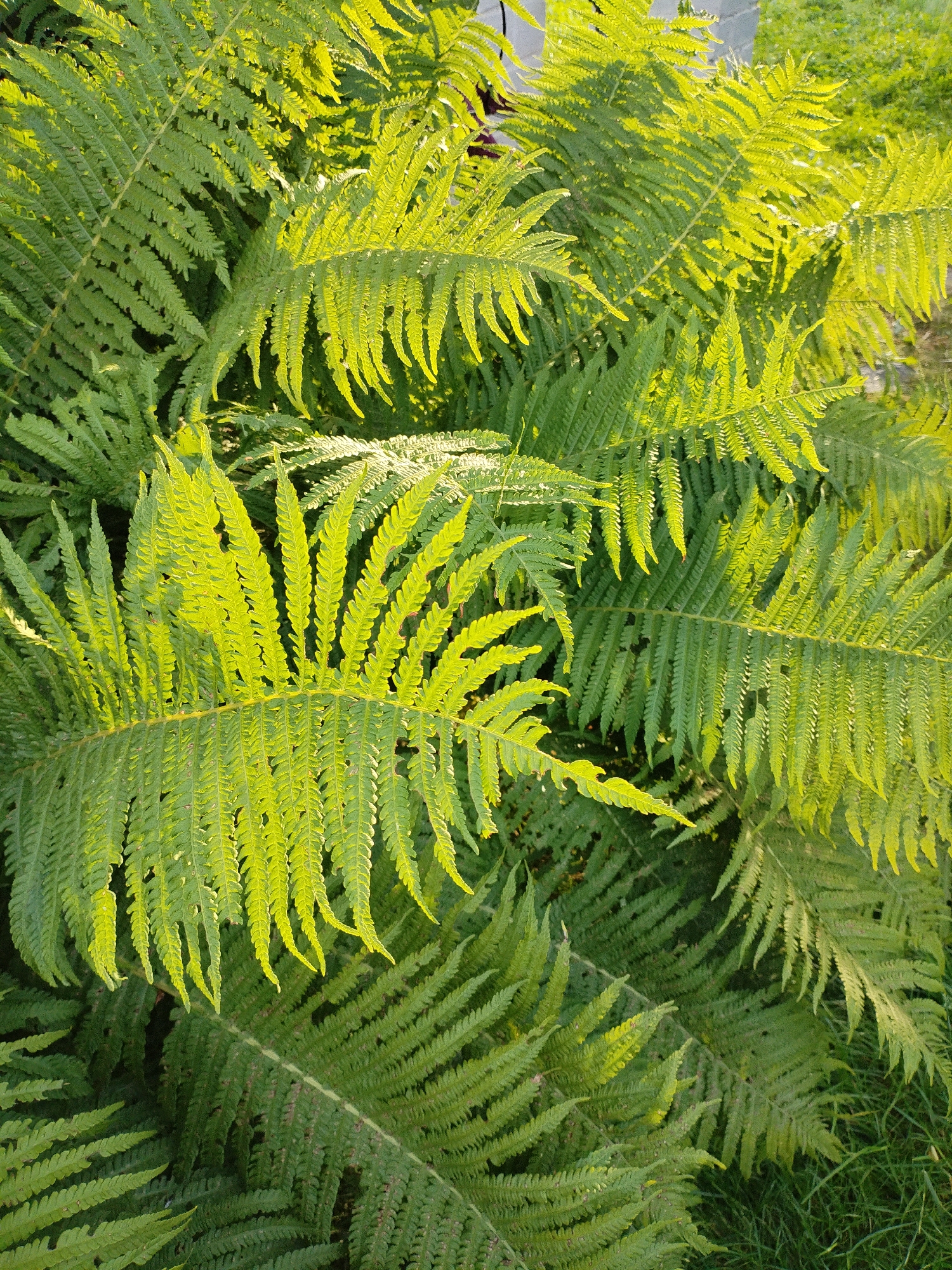 The image captures a close-up view of lush green fern fronds, illuminated by a warm, golden light that suggests either late afternoon or early morning sun. The fronds are large and intricately detailed, with numerous leaflets branching off the main stem, creating a dense, overlapping texture. The light filters through the leaves, highlighting their delicate structure and casting soft shadows. The overall impression is one of natural beauty and tranquility. There are no people or man-made objects clearly visible in the foreground; the focus is entirely on the foliage. The environment appears to be outdoors, possibly a garden or a wooded area, with hints of grass or other ground cover visible at the bottom of the frame. The location of Bialynichy, Belarus is a contextual detail that adds a specific geographical point to the natural scene.