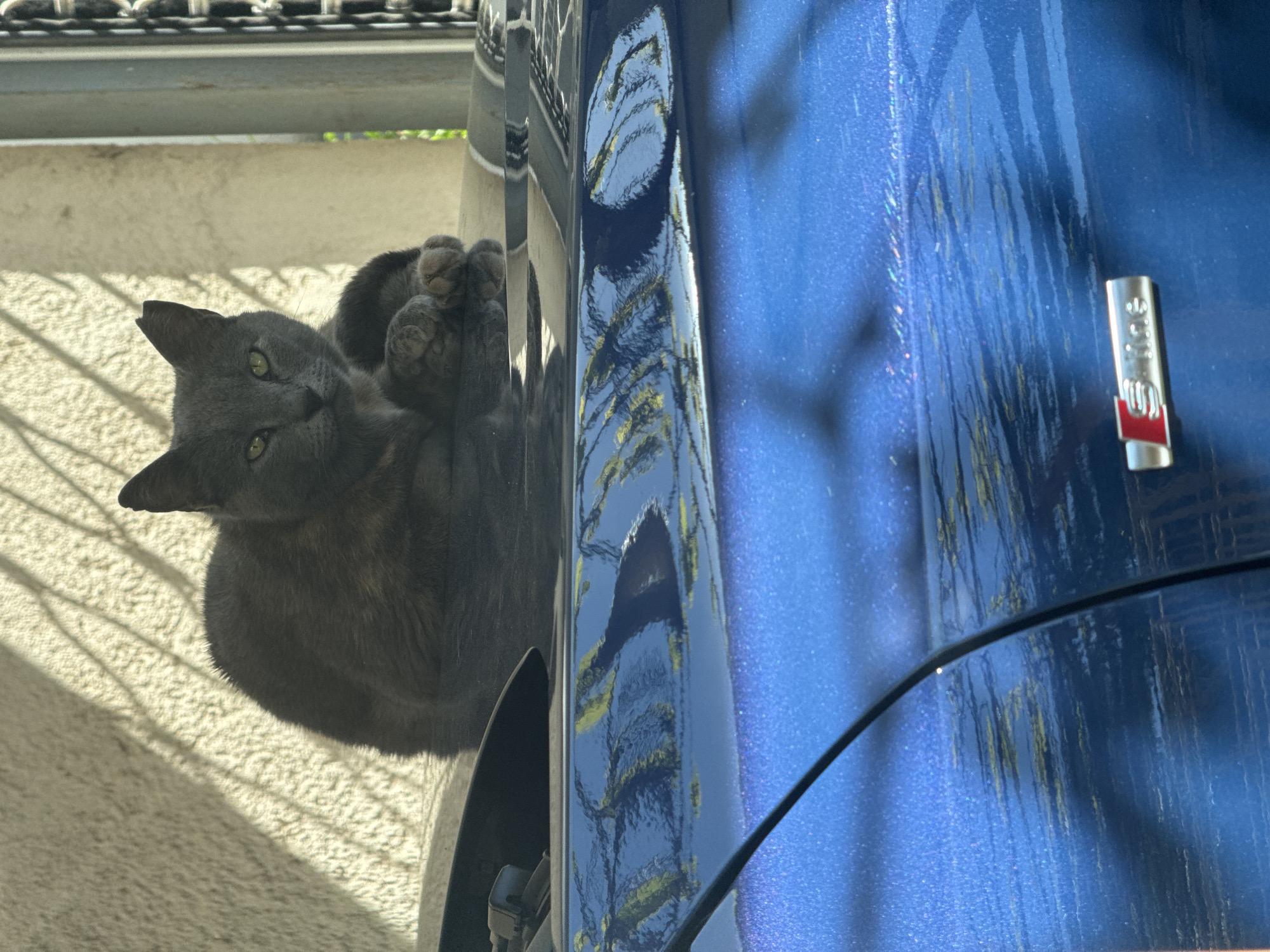 A gray cat is perched on a dark surface, likely a car, in front of a light-colored wall. The car's door is dark blue with a chrome "S line" emblem. The cat is looking toward the camera with its front paws crossed. The environment suggests an outdoor setting, possibly a driveway or parking area. The reflections on the car indicate some surrounding vegetation and structures.