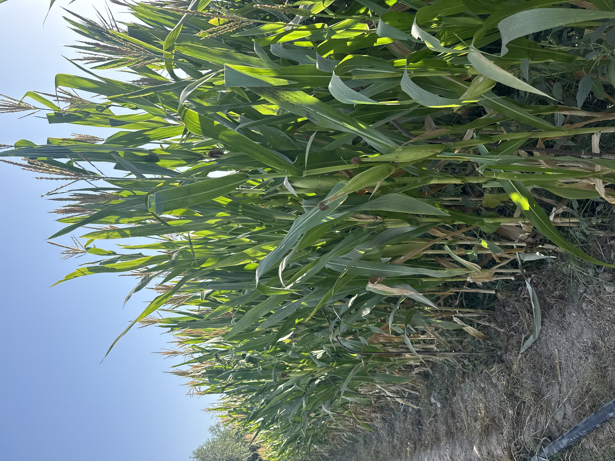 The image shows a row of corn stalks in a field, with green leaves and some developing ears of corn visible. The stalks are tall and densely packed. The ground in front of the corn is dry and dusty, with some sparse vegetation and a black hose visible on the left side. In the background, there are trees and a clear blue sky. The scene appears to be in a rural or agricultural setting, possibly on the outskirts of Батрабат, Tajikistan, given the context. There are no people or animals depicted in the image. The lighting suggests it is daytime, with sunlight filtering through the corn leaves.