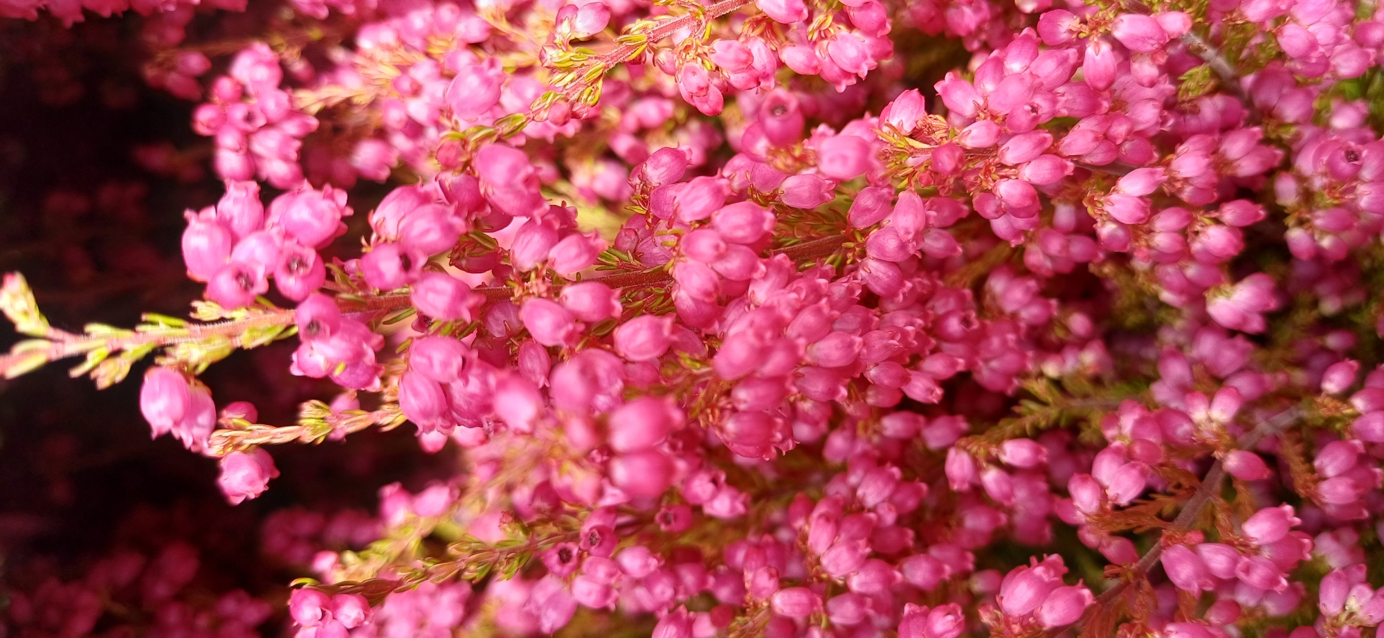 The image is a close-up, vertical shot of a cluster of pink heather flowers. The flowers are small and bell-shaped, growing in dense clusters along thin, reddish-brown stems. Some of the stems have small, needle-like green leaves. The background is a blur of darker pink and black, suggesting more heather or other foliage, and is out of focus. The lighting appears to be natural, possibly sunlight, highlighting the textures and colors of the flowers. There are no people or man-made objects visible in the image. The location is unknown, as the image provides no contextual clues about a city or specific place.