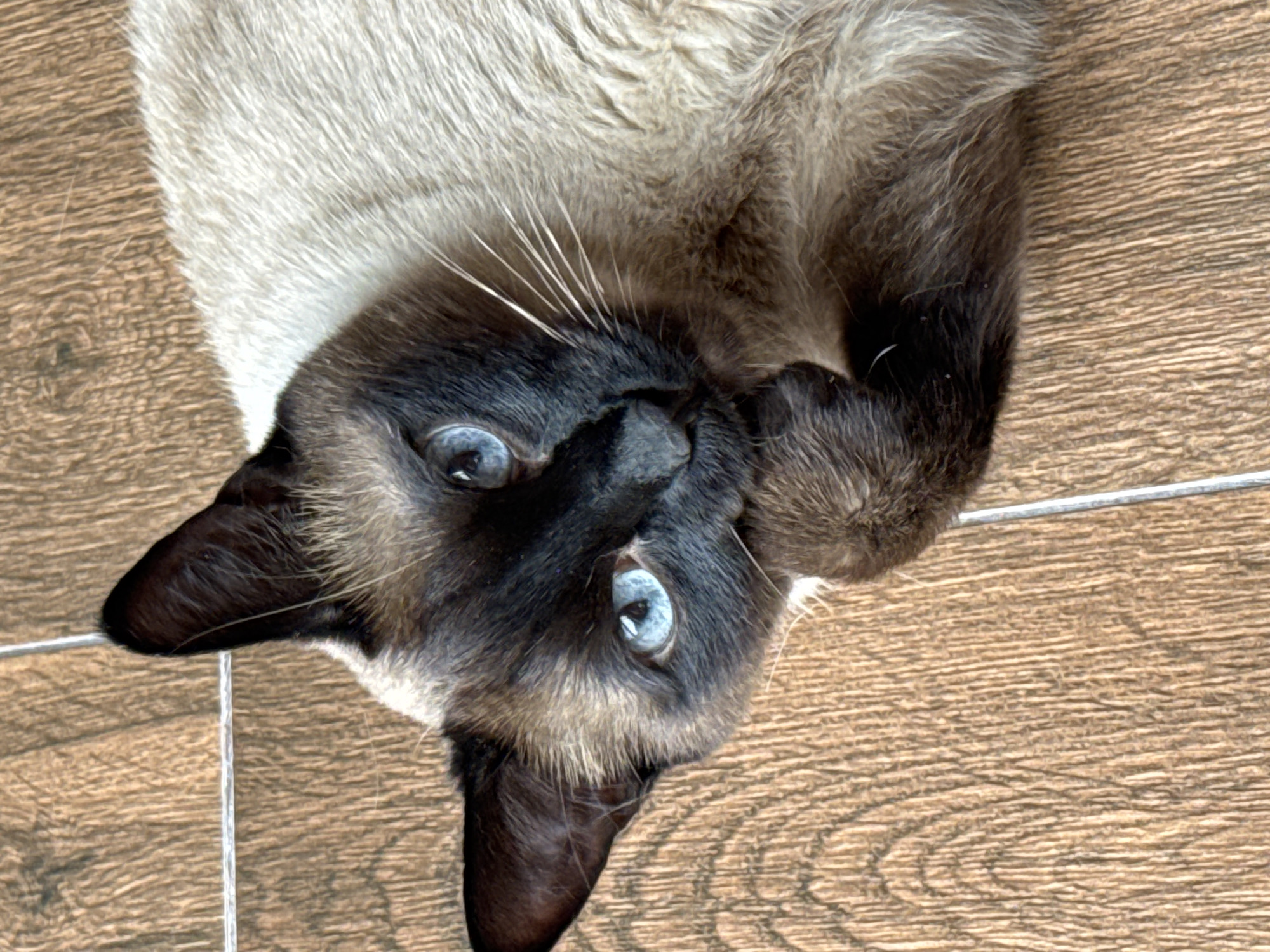 A Siamese cat lies on its back on a wood-textured floor. The cat's head is tilted, and its blue eyes are visible. The cat's fur is a mix of cream and dark brown, with darker fur on its face and ears. The location is unknown and has no relation to the city of Steklyannyi, Russia.