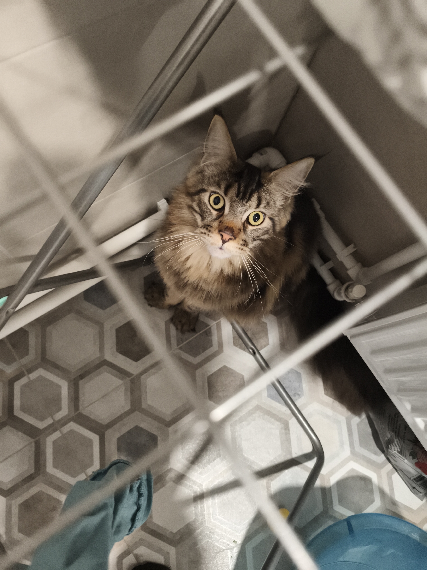 A medium-sized, brown-and-black tabby cat with long fur sits and looks up with wide, yellow eyes. The cat is framed by metal bars of what appears to be a drying rack. The floor is tiled with gray and white hexagonal patterns. A blue bucket and a package with red lettering are visible near the lower right corner. The setting appears to be an indoor space, possibly a bathroom or laundry room. The location is unknown.