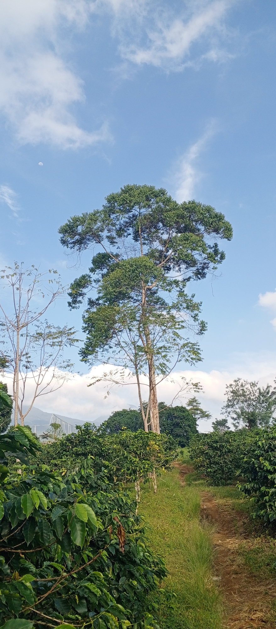 The image displays a daylight scene within an agricultural environment in Weddagala, Sri Lanka. The sky is predominantly light blue with scattered white cumulus clouds. A white waxing crescent moon is visible in the upper left quadrant. A single large, tall tree with a dense, green, rounded canopy stands centrally in the midground, its light-colored, multi-stemmed trunk exposed. To the left of this central tree, several smaller trees with sparse or bare branches are visible. The foreground and lower midground are filled with rows of uniformly green, densely leafed bushes, consistent with a coffee plantation. A narrow, unpaved reddish-brown dirt path, bordered by green grass, winds through these cultivated bushes from the lower right towards the center background. In the distant background, mountainous or hilly terrain is visible, partially obscured by atmospheric conditions. Faint white structures, possibly man-made, are discernible between the foreground trees and the distant mountains on the left side of the frame. No human figures or animals are present in the image.