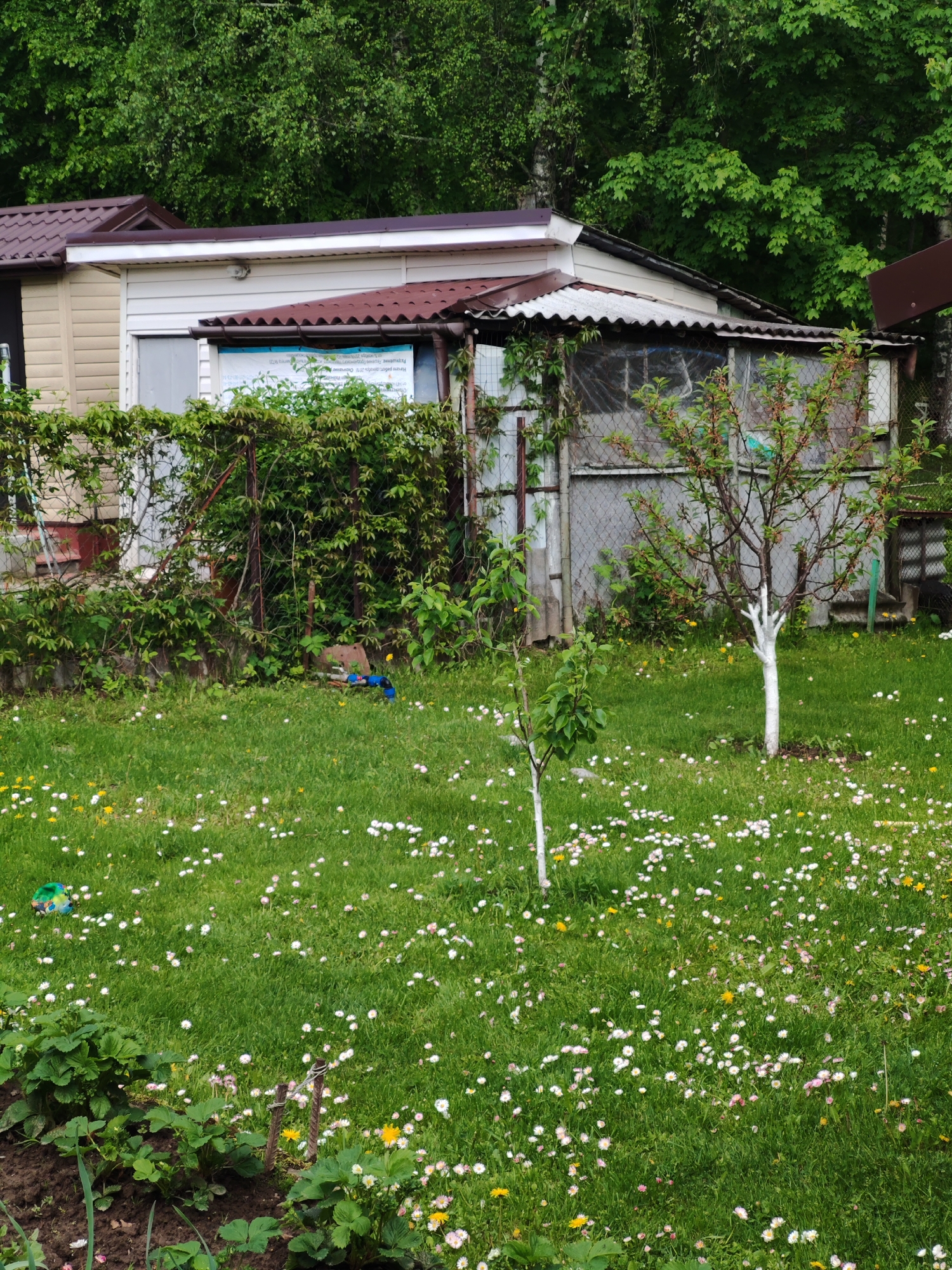 A residential backyard in an unknown city features a lush green lawn dotted with white and yellow daisies. A small garden bed is visible in the foreground, containing strawberry plants and other greenery. In the middle ground, two young trees with trunks painted white stand amid the flowering lawn.
Behind the trees, a weathered chain-link fence is partially obscured by dense foliage. To the left of the fence is a one-story building with tan siding and a brown roof. The building has a window with a notice or sign posted on it. To the right of the fence is a structure that appears to be an enclosed porch or sunroom with corrugated roofing. The background is filled with dense green trees, suggesting a wooded area.