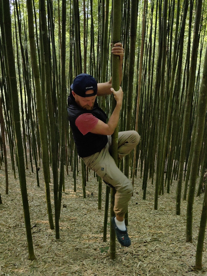 An adult male is depicted suspended in mid-air, gripping a prominent vertical bamboo stalk within a dense bamboo forest in Mù Cang Chải, Vietnam. The individual wears a navy blue baseball cap with a visible logo, a dark sleeveless vest over a red short-sleeved shirt, tan cargo pants, and navy blue clogs with white socks. Both hands firmly grasp the bamboo stalk. His left leg is bent with the foot braced against the stalk, while his right leg is bent and positioned slightly away from the stalk. The male has a beard and his gaze is directed downwards. The surrounding environment consists of numerous tall, slender green bamboo culms extending vertically, and the forest floor is uniformly covered with a layer of dried bamboo leaves and organic debris.