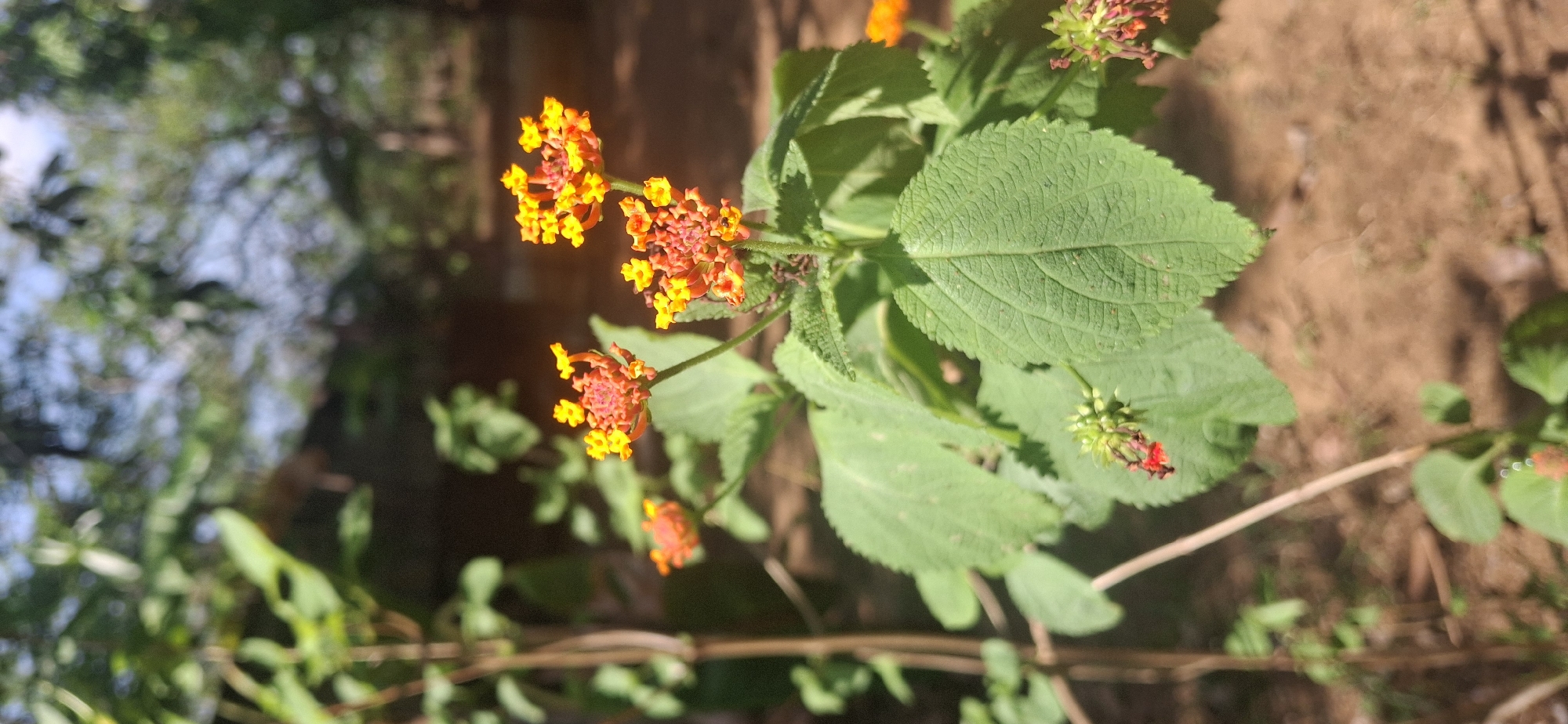 The image shows a plant with yellow and orange flowers in a garden. The plant has green leaves with textured surfaces. The background consists of blurry foliage and brown soil. The location appears to be outdoors.
