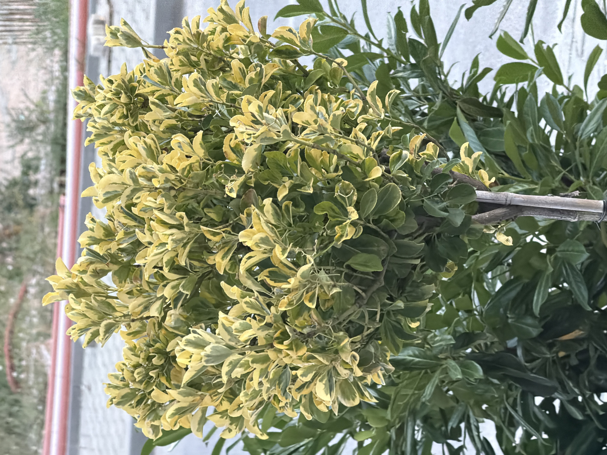 The image shows a close-up of a variegated plant, likely an ornamental shrub, with leaves that are a mix of green and yellow. The plant is dense and bushy, with many small, oval-shaped leaves. Some branches are visible, including one that appears to be made of bamboo or a similar material, possibly used as a support. The background is out of focus but suggests an outdoor setting with a light-colored wall and some vertical elements, possibly part of a building or fence. The lighting indicates it is daytime, and the overall impression is that of a garden or landscaped area. There is no visible text in the image. The location is Plovdiv, Bulgaria.