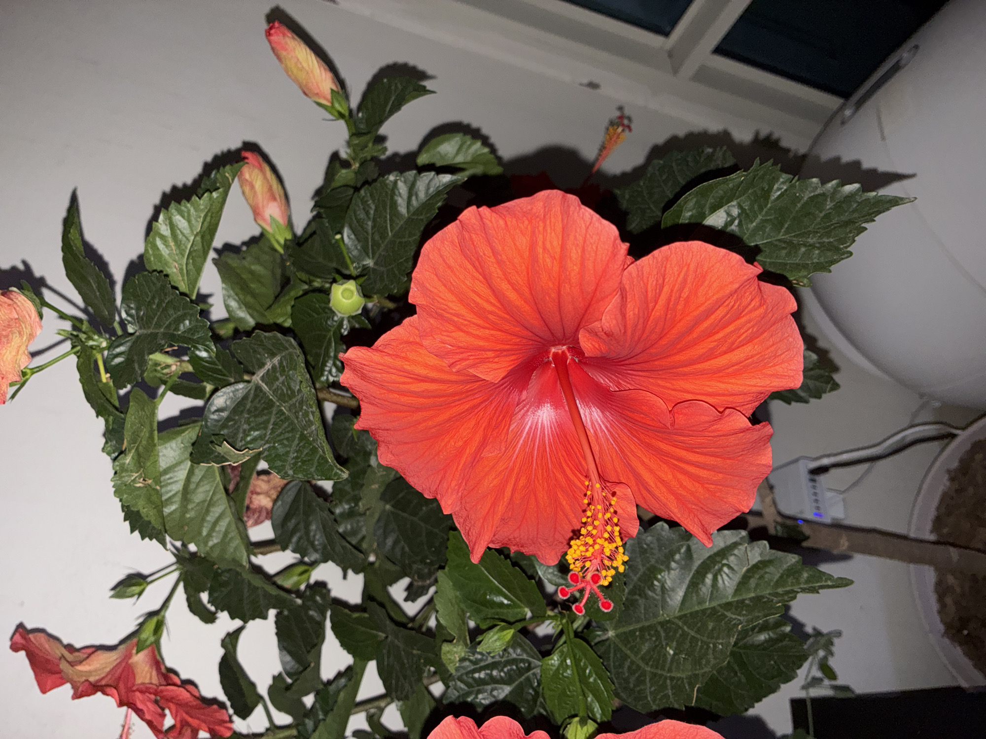 This image depicts a close-up view of a vibrant red hibiscus flower in bloom, with its delicate petals unfurling. The flower's center showcases its prominent stamen, tipped with yellow anthers, and a slender pistil extending outwards. The plant's lush green leaves provide a rich backdrop, interspersed with several unopened flower buds, hinting at future blooms. In the upper left corner, a glimpse of another red hibiscus flower, partially wilted, is visible. The plant is potted and appears to be indoors, near a light-colored wall. A white electrical cord with a blue indicator light is connected to a small device attached to the plant's stem. The overall lighting suggests an indoor setting, possibly artificial light, creating shadows on the wall and the surrounding objects. The image does not provide any specific details to ascertain its location within San Diego, United States of America.