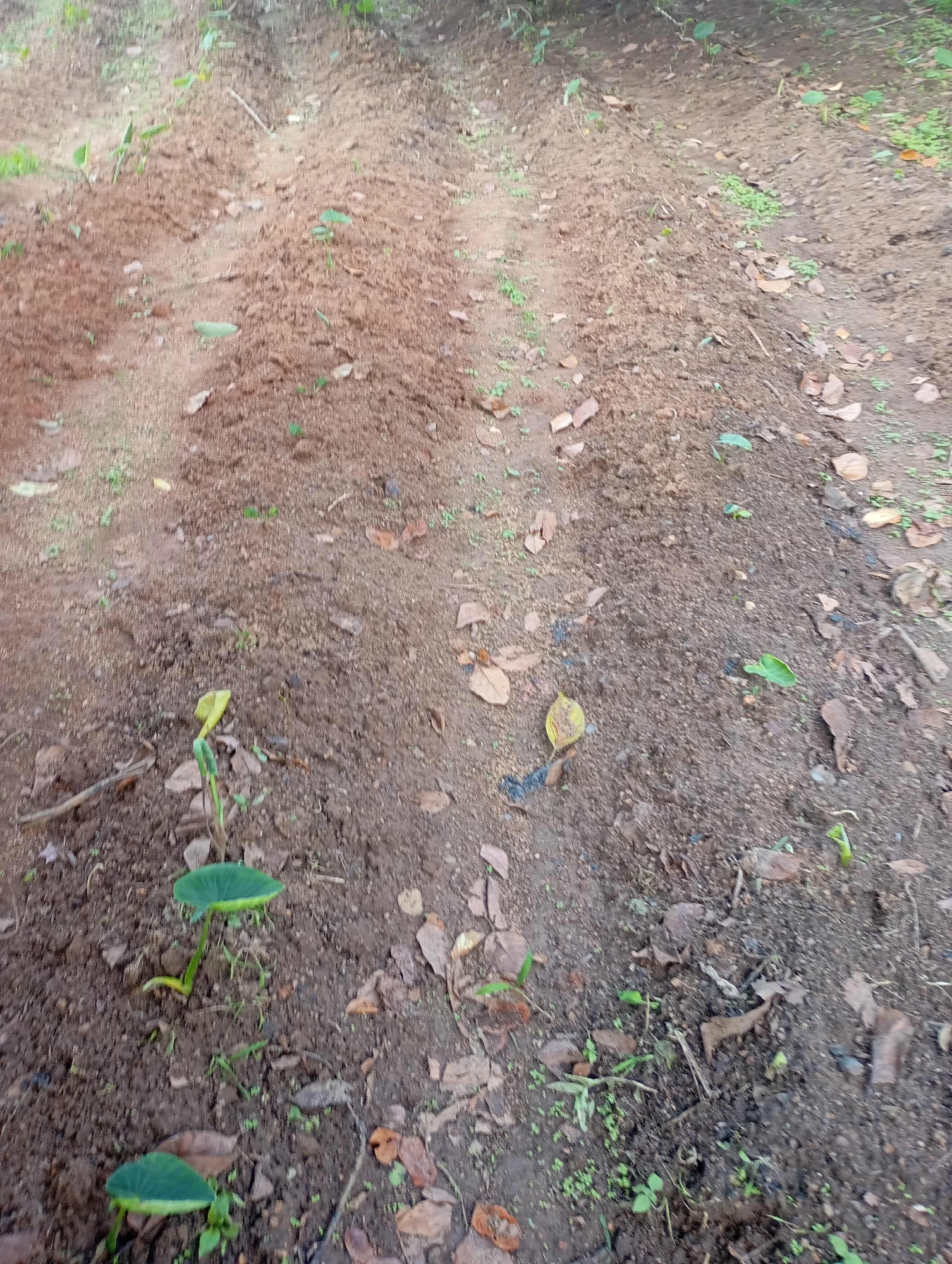 The image shows a close-up, high-angle view of a patch of moist, brown soil with scattered dry leaves and small green plants. The soil appears to be tilled or disturbed, with visible furrows. Several small green shoots are emerging from the ground, and two larger plants with broad green leaves are also present. One of these larger plants is closer to the foreground and has a single, distinctly heart-shaped leaf with a lighter green stem. The other similar plant is further back and slightly to the left. The overall impression is of a garden bed or a recently planted area. There are no people or animals visible in the image. The scene suggests an outdoor agricultural or gardening context, likely in a rural or semi-rural setting. The location is identified as New Stadium, Nigeria.