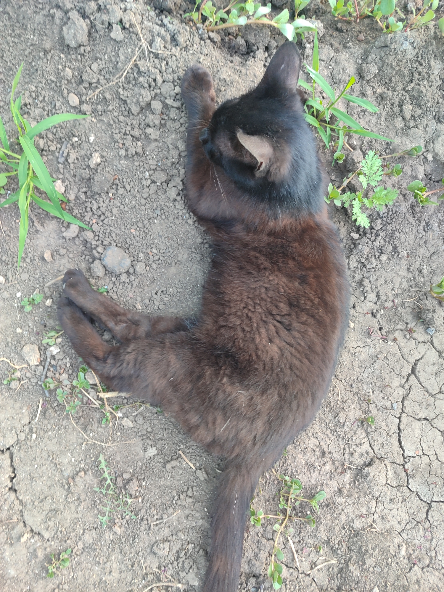 A black cat is lying on dry, cracked earth. The cat is mostly black with some brown undertones visible in its fur. It is curled up, with its front paws tucked underneath its head, and its hind legs stretched out. The cat appears relaxed. Several small green plants are growing in the soil around the cat. The image is taken from a top-down perspective. The lighting suggests it is daytime. The setting appears to be outdoors in a garden or yard.