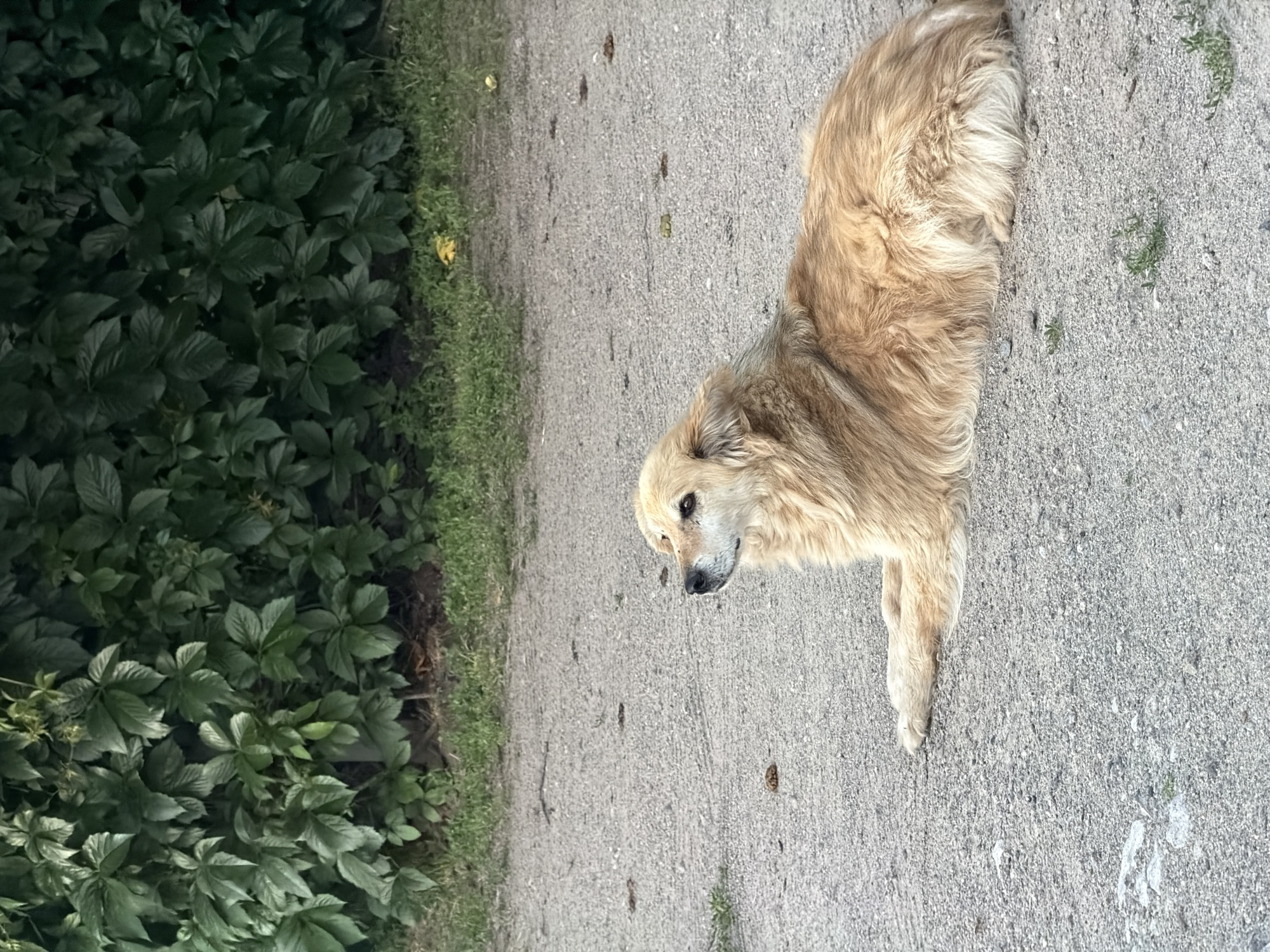 A medium shot photograph captures a golden-colored dog lying on a gravel path. The dog is positioned in the lower right quadrant of the frame, facing towards the left. Its head is slightly raised, looking upwards and to the left with a calm expression. The dog's fur appears thick and somewhat shaggy. The background consists of a dense green bush with dark green leaves, occupying the upper portion of the image. Below the bush, a strip of green grass is visible, transitioning to the gravel path where the dog rests. The path is composed of small stones and appears to be in an outdoor setting, possibly a park or a roadside. There are a few small dark objects scattered on the gravel. The overall lighting suggests it is daytime, with soft light illuminating the scene. No people or other animals are present in the frame. The image does not contain any elements that suggest a specific location within the city of Obukhivka, Ukraine.