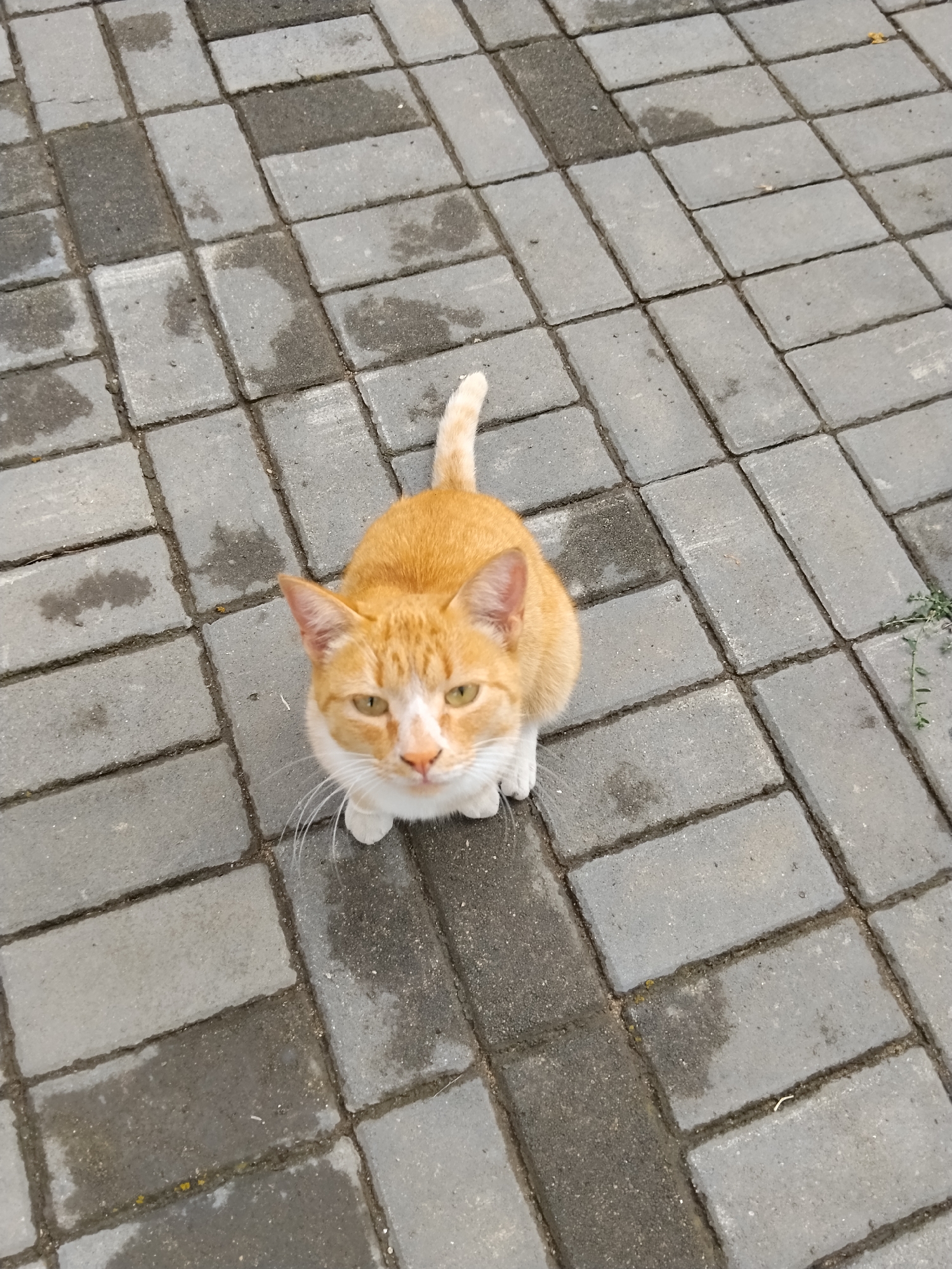 The image shows an orange and white cat sitting on a paved walkway, looking directly at the camera. The walkway is made of rectangular gray pavers. There are some wet patches on the pavers. The cat has green eyes and long white whiskers. The background consists of more of the paved walkway, and a small amount of greenery is visible on the right side of the frame. There is no indication of the location being Kokshetau, Kazakhstan.