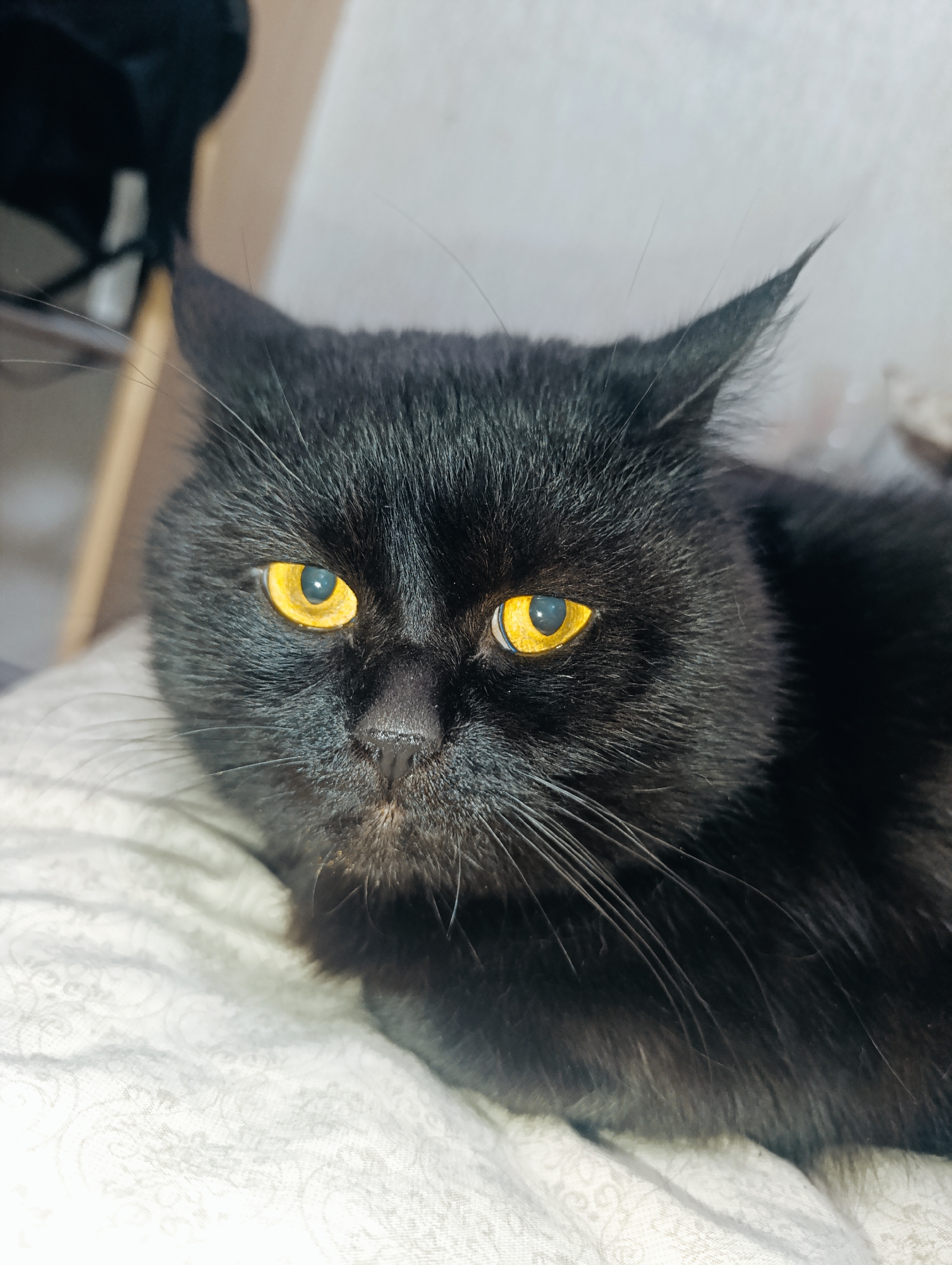 A close-up, head-on shot captures a black cat with striking yellow eyes, resting on a textured white surface. The cat's gaze is directed forward, and its ears are slightly tilted. The background is blurred, suggesting an indoor setting with soft lighting. The image provides no information about Zlatopil, Ukraine, or any specific location within it.