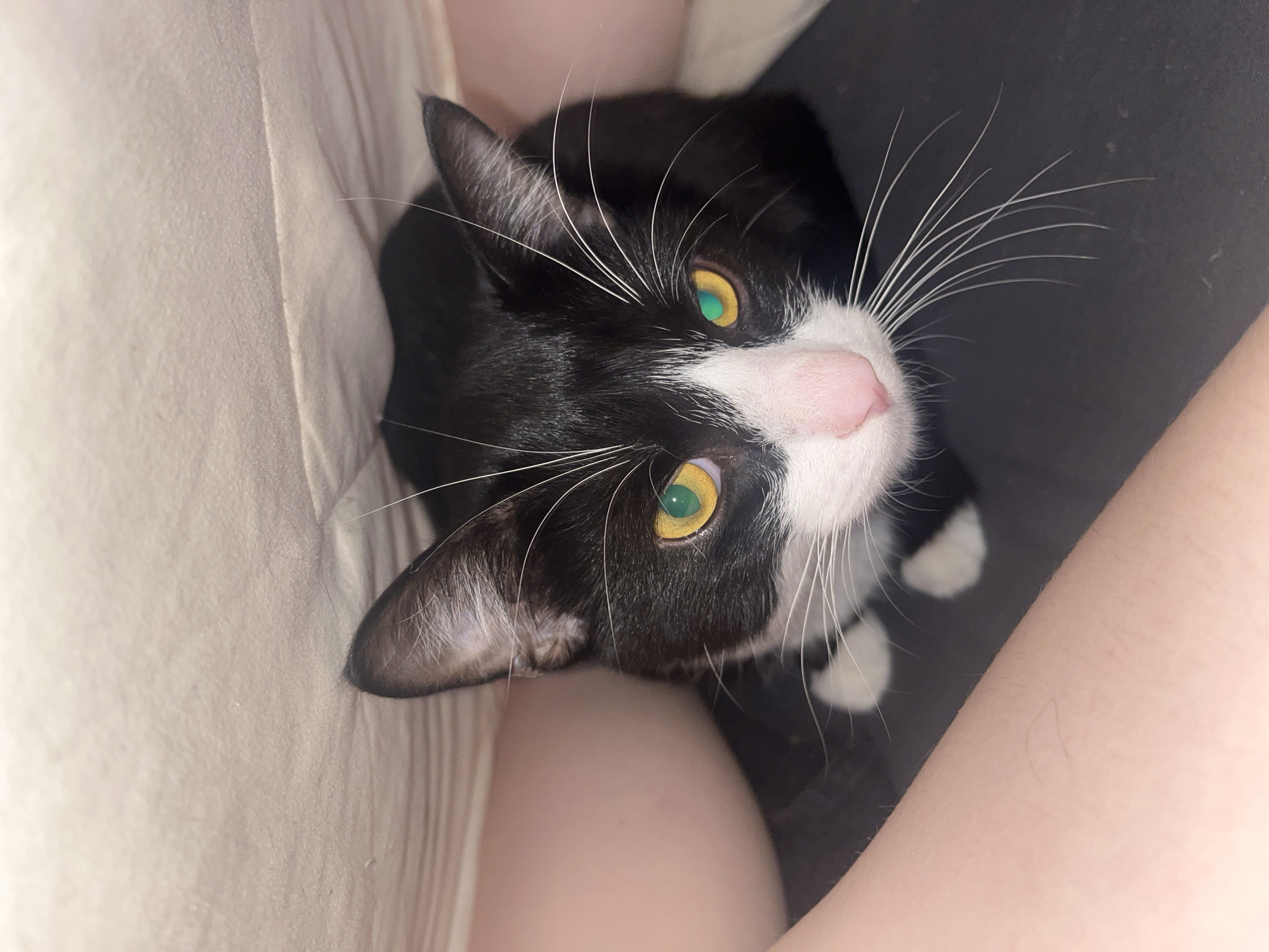 A black and white tuxedo cat is captured in a high-angle, close-up photograph, looking upwards with an attentive and curious gaze. The cat is the central subject, featuring vibrant yellow-green eyes, a soft pink nose, and long, prominent white whiskers that fan out from its muzzle. Its fur is mostly black, with distinct white markings on its forehead, cheeks, chin, and chest, and white paws are visible in the background.
The cat appears to be positioned close to a person, with bare skin (likely an arm or leg) visible in the lower right of the frame, indicating an intimate interaction between pet and owner. On the left, a light-colored, textured fabric, possibly bedding or upholstery, frames the scene, while a darker surface is visible behind the cat on the right. The indoor lighting is soft, highlighting the cat's features and the textures of its surroundings. The overall scene suggests a quiet, affectionate moment in a home environment in Saint Petersburg, Russia, potentially during the evening given the subdued light. No text is visible in the image.