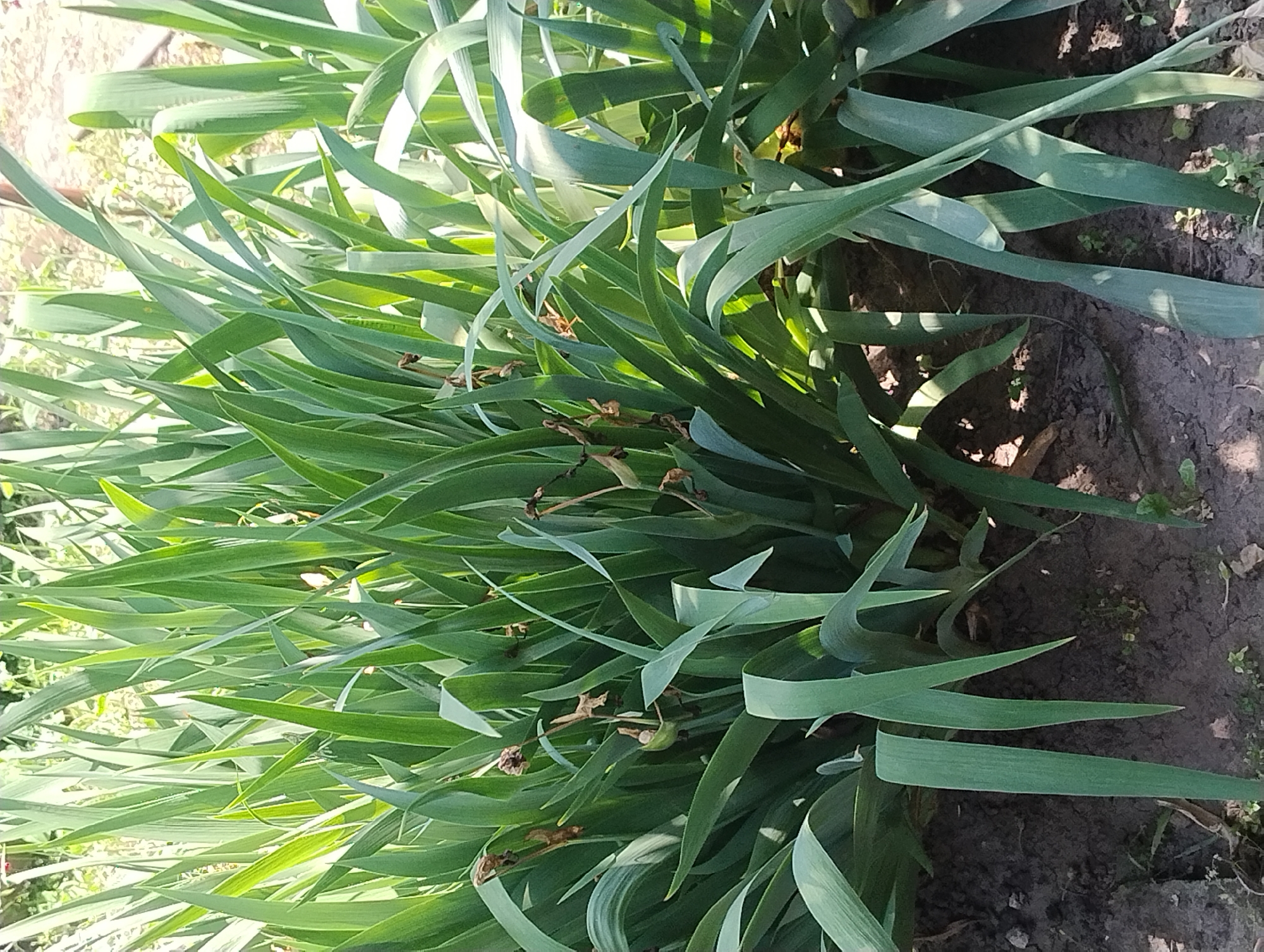 The image shows a dense planting of tall, green, sword-like leaves, likely from iris plants, growing in dark soil. Some of the leaves are beginning to dry and brown at the tips. Sunlight dapples through the foliage, creating areas of light and shadow on the leaves and the ground. The background is a blurred suggestion of more greenery and possibly some light-colored structures. There are no people or animals visible in the frame. The scene appears to be an outdoor garden area.