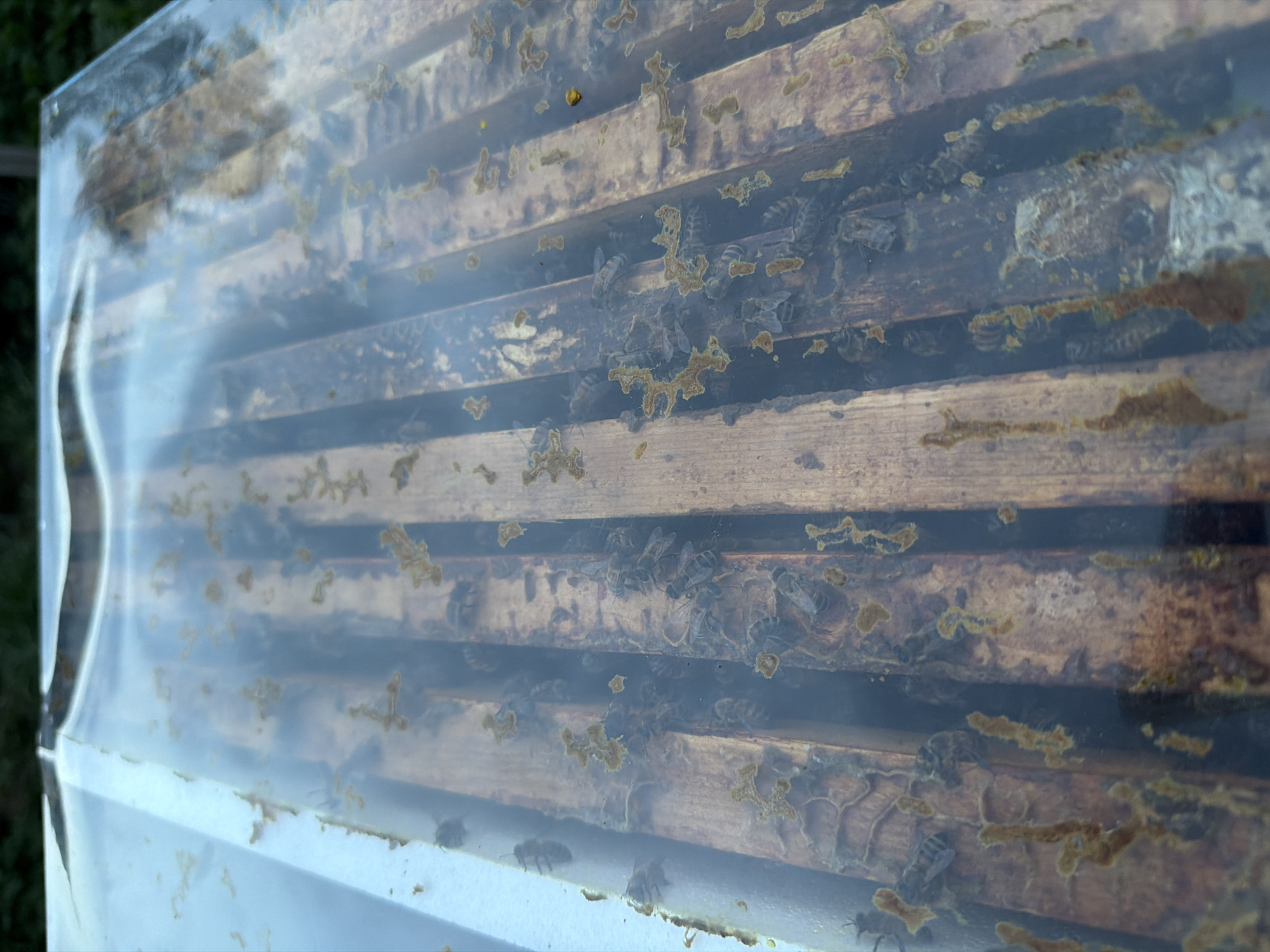 The image shows a close-up view of a beehive frame partially visible through a translucent plastic cover. The frame consists of several wooden horizontal bars. There are bees visible on the frame, some clustered together. The wooden bars and the plastic cover are marked with a yellowish, irregularly shaped substance. The image was taken in the city of Ol'khovo, Russia.