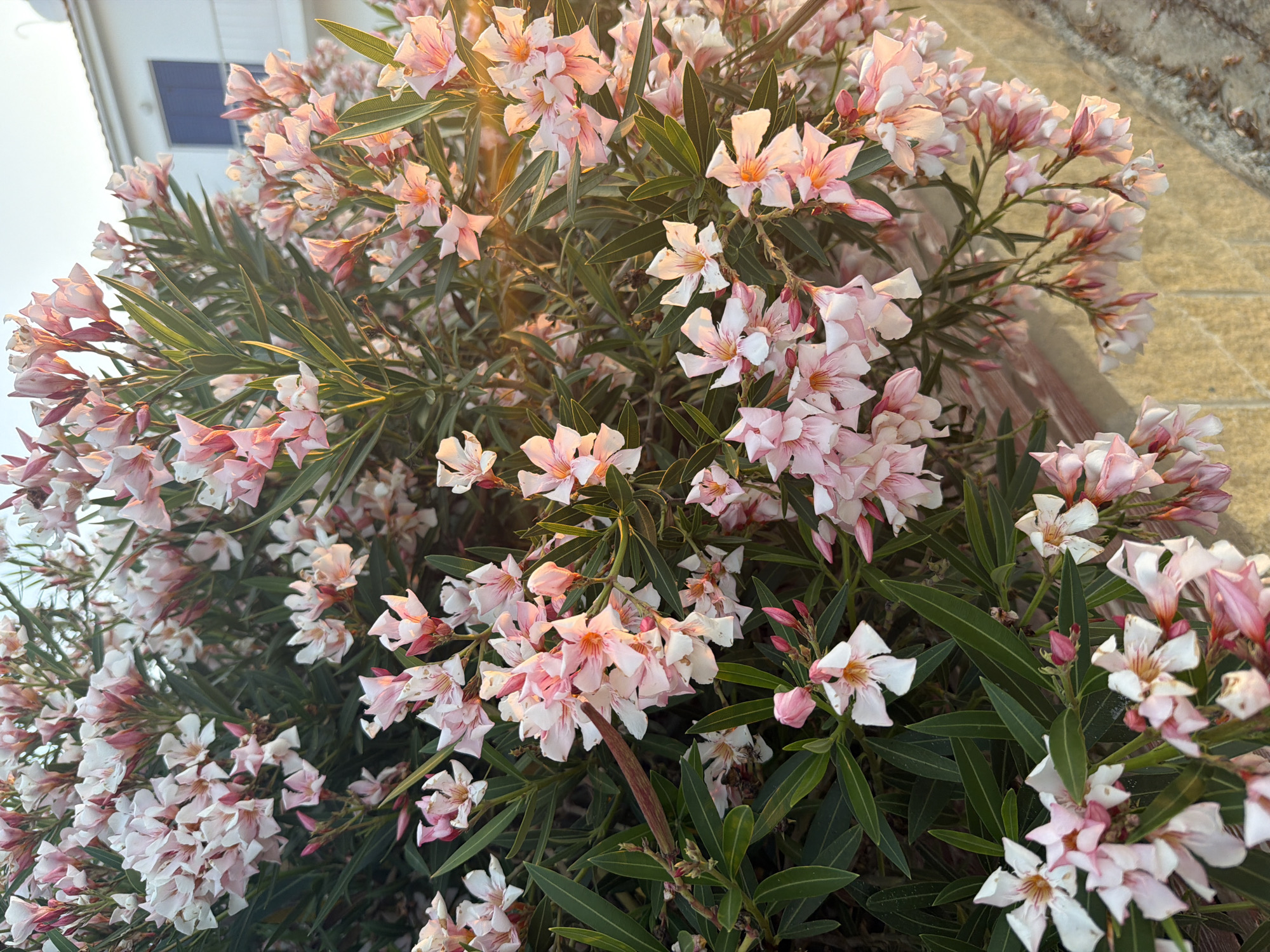 A close-up, vertical medium shot captures a dense cluster of pink and white oleander flowers in Pervolia, Cyprus. The blooms are in various stages of opening, with some buds still tightly closed. The petals are delicate, with soft pink hues fading to white at the edges. Dark green, lance-shaped leaves surround the flowers, creating a lush backdrop. Sunlight filters through the foliage, casting a warm glow on some of the blossoms and highlighting their texture. In the upper right background, a portion of a white building with a blue window and a balcony is visible, suggesting an urban or suburban setting. The lower portion of the image shows a textured stone wall and a paved surface, likely a walkway or street. No people or animals are present in the frame.