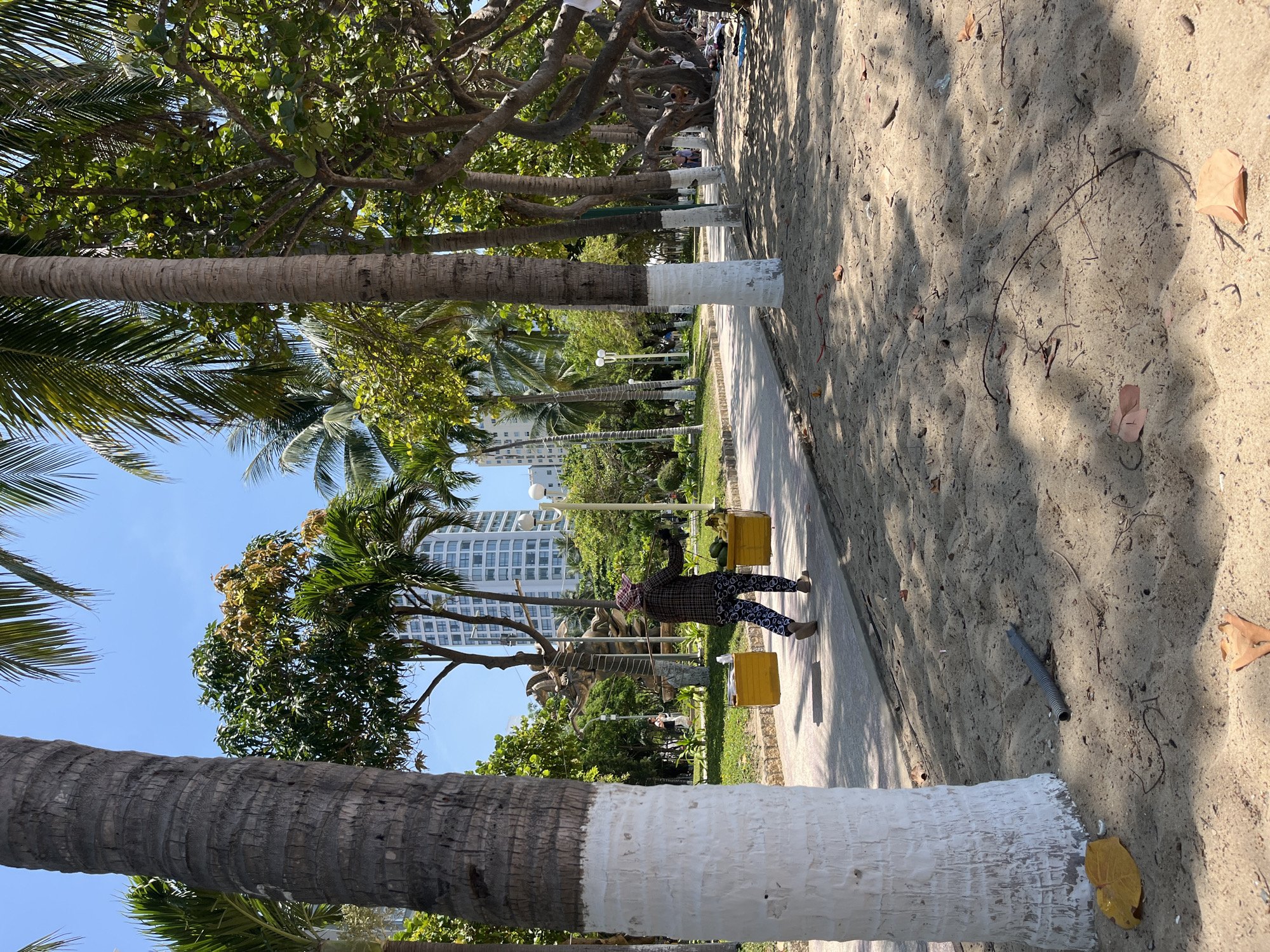In Nha Trang Ward, Vietnam, a person wearing a plaid shirt, patterned pants, and a checkered headscarf carries two yellow baskets filled with fruit on a yoke. They walk on a paved pathway lined with palm trees, some of which have their lower trunks painted white. The pathway is adjacent to a sandy area with scattered leaves and debris, and further back, a grassy park with more trees and a large sculpture can be seen. In the background, tall, modern buildings rise against a clear blue sky. The scene appears to be a public space, possibly a promenade or park along a beach.