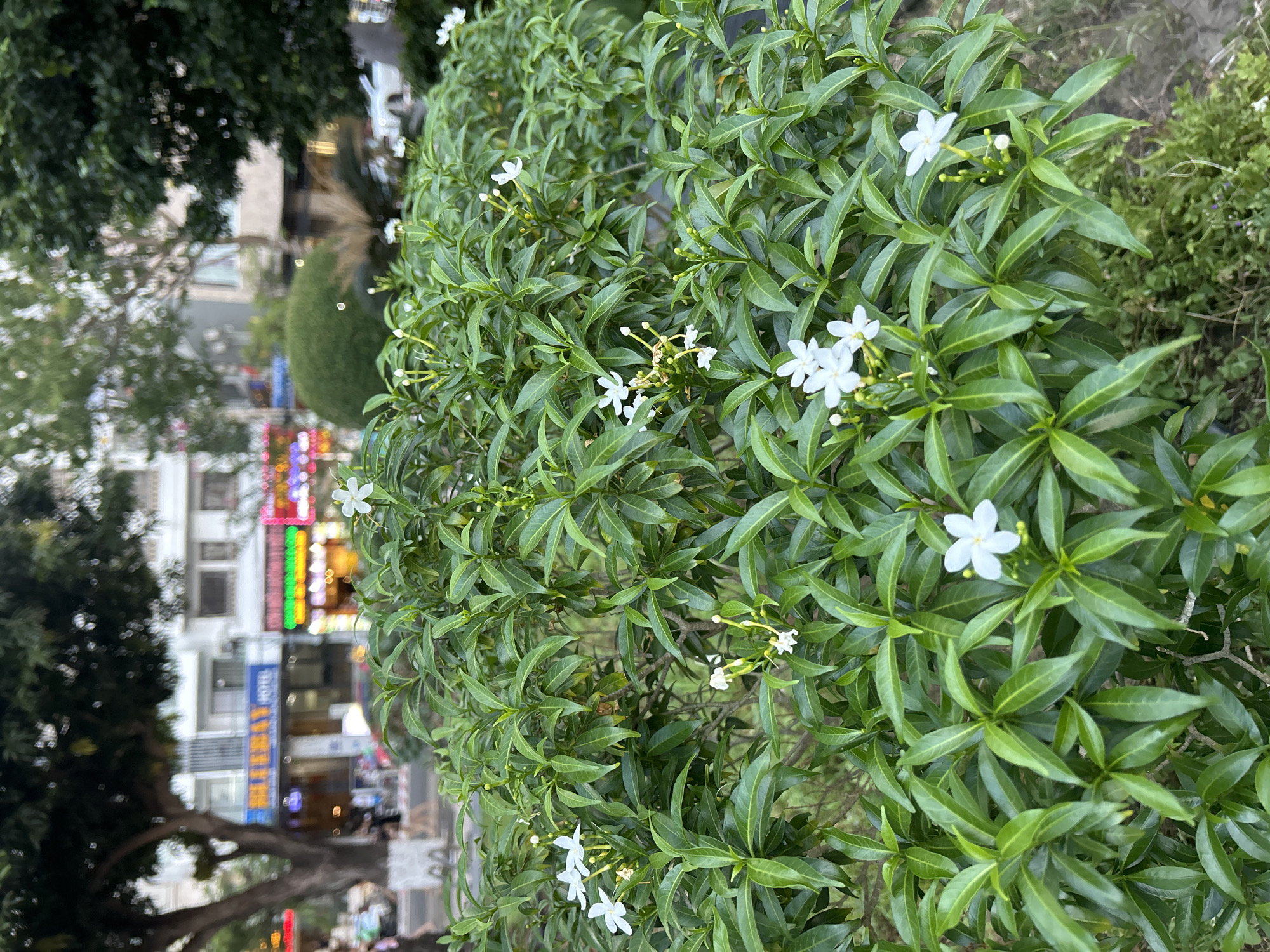A close-up, eye-level shot captures a lush green bush adorned with small white flowers, blooming amidst its glossy leaves. The bush occupies the foreground, with its dense foliage filling most of the frame. In the background, a busy street scene unfolds in Nha Trang Ward, Vietnam. Buildings, some with neon signs and awnings, line the street. Pedestrians are visible walking on the sidewalk, and vehicles are parked or in motion. The lighting suggests it's either early morning or late afternoon, with soft, diffused light casting subtle shadows. The overall impression is a juxtaposition of nature and urban life.