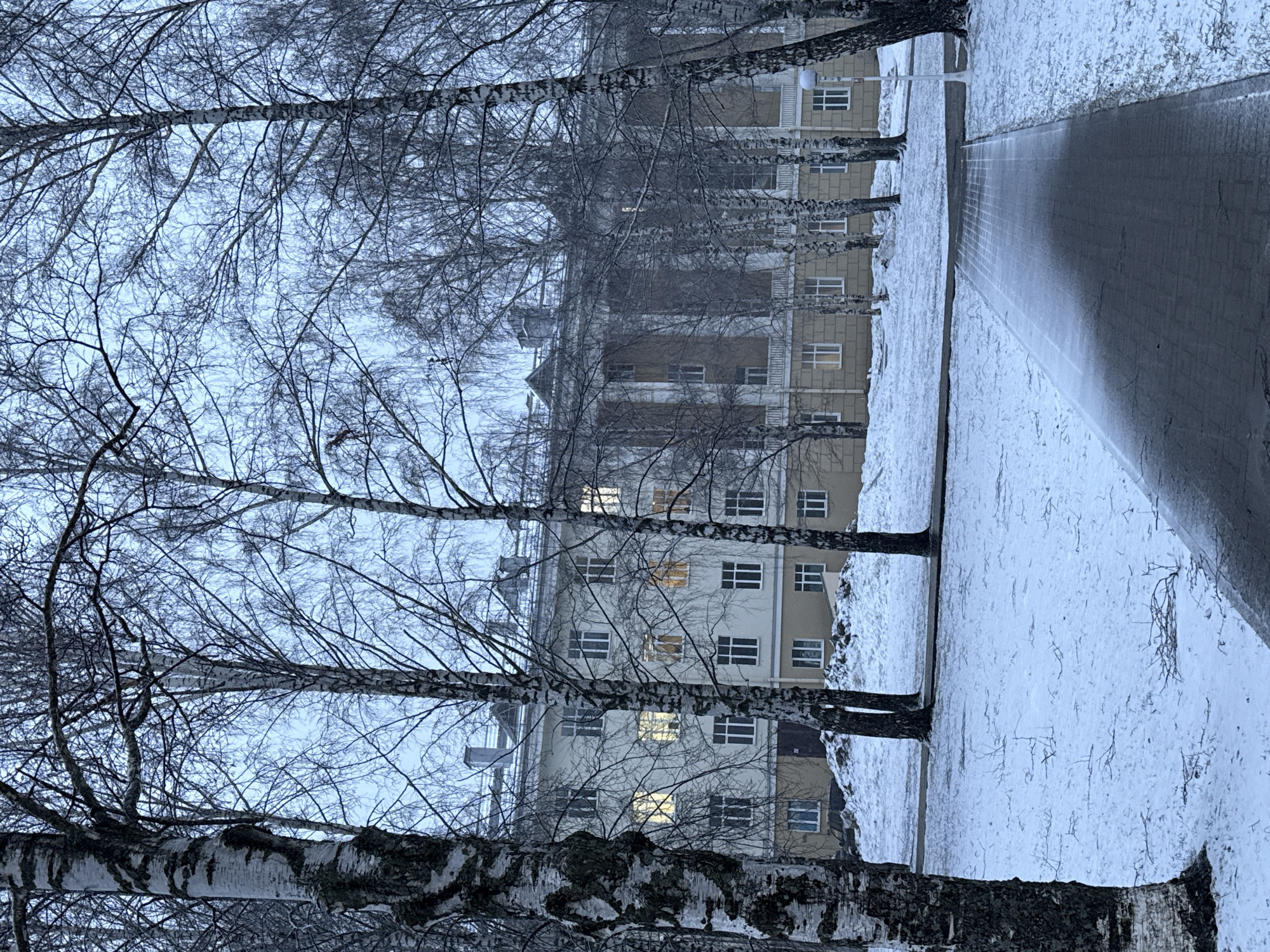 The image captures a winter scene in Votkinsk, Russia. A row of birch trees with bare branches stands in the foreground, their distinctive white and black bark prominently displayed. Behind the trees, a multi-story building with a light-colored facade is visible. Some of the windows are illuminated, suggesting activity inside. The ground is covered in snow, and a paved walkway or road runs along the right side of the image. The overall atmosphere is cold and overcast, typical of a winter day in Russia. There are no people visible in the scene.