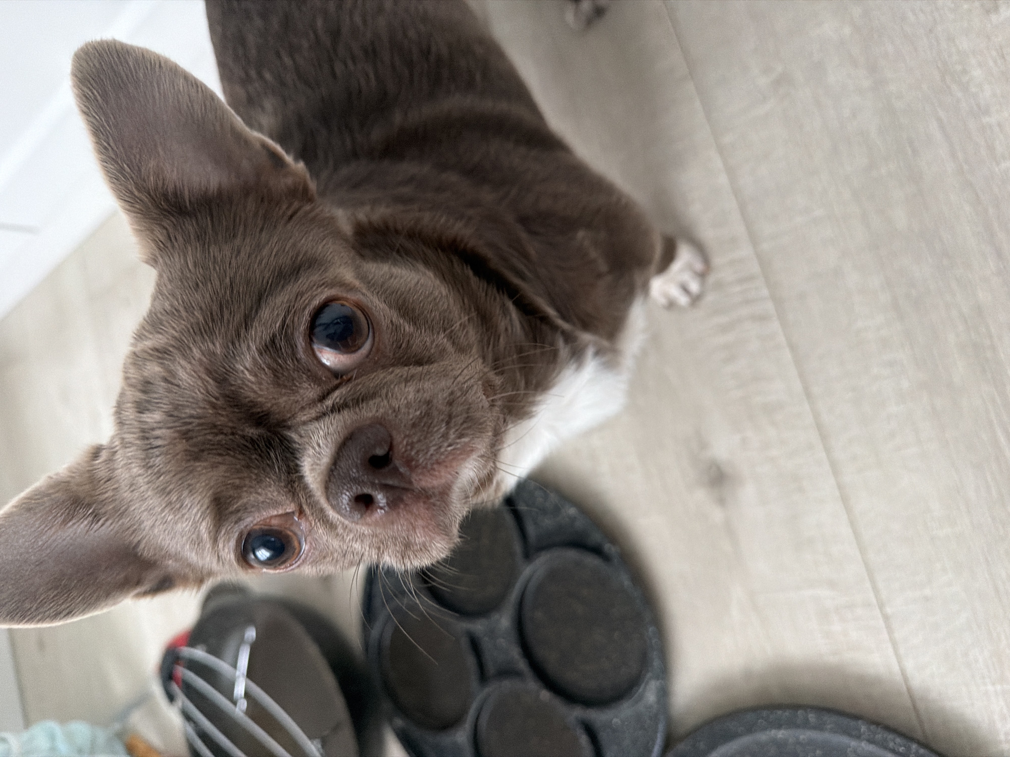 A close-up, high-angle shot features a brown and white Chihuahua dog looking directly at the camera with large, expressive eyes. The dog's head is tilted slightly to the left, and its ears are perked up. The dog is close to the camera, so its features are prominent. Below the dog's snout are two dark, round objects that look like parts of a kitchen utensil. The background shows light-colored, wood-patterned flooring. The location cannot be determined from the image. The reference to Votkinsk, Russia, is not supported by any evidence within the image.