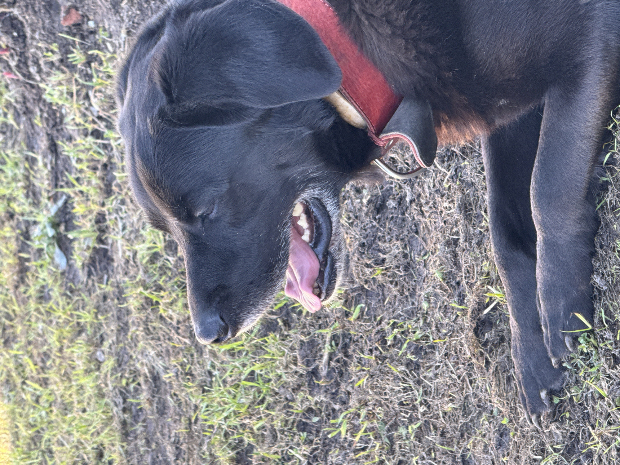 A black dog with a red collar is lying on the ground in Dmitrov, Russia. The dog's mouth is open and its tongue is lolling out. The ground is covered in dirt and sparse grass.