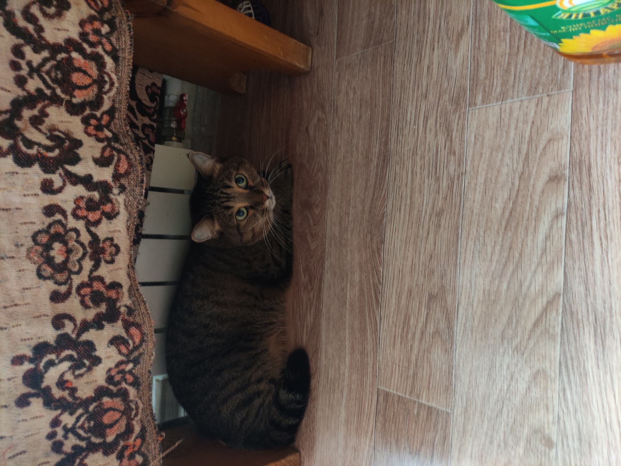 A medium-sized, brown tabby cat is lying under a wooden table, partially obscured by a patterned rug. The cat is looking up and to the right. The floor is a light brown faux wood laminate. Part of a container (likely a bottle) is visible in the upper right corner. The location is likely indoors; the setting does not indicate Pavlodar specifically.