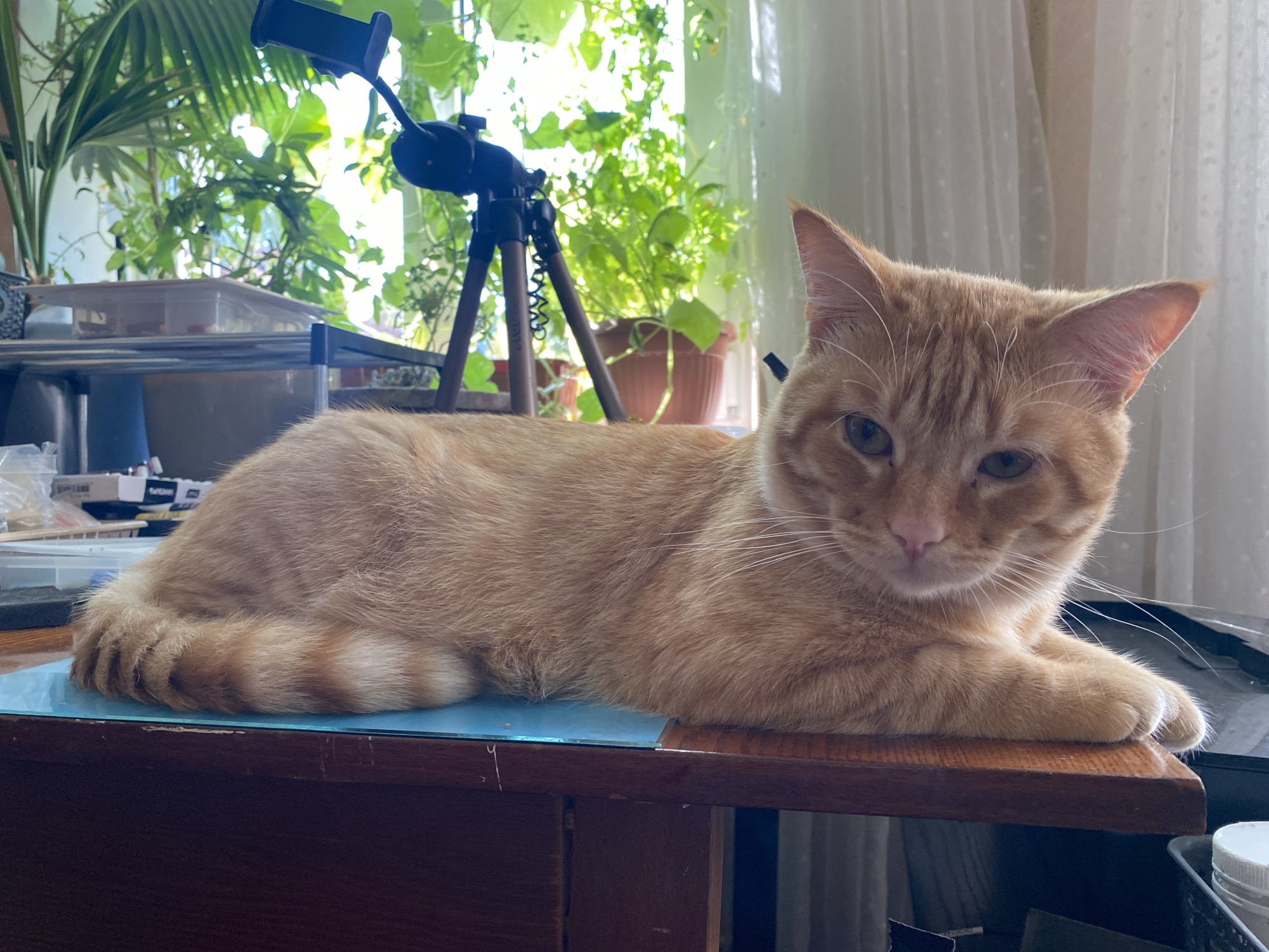 An orange tabby cat is lying on a wooden desk. The cat is facing the camera, with its front paws tucked underneath its body. Its tail is curled around its body, and it has stripes on its tail and fur. The cat's eyes are green, and it has white whiskers. The desk is covered with a blue mat. In the background, there are plants and a window with white curtains. There is also a tripod with a camera mount. The scene appears to be indoors, possibly in a home or office. The image does not contain any information that could be used to determine its location in Kaliningrad, Russia.
