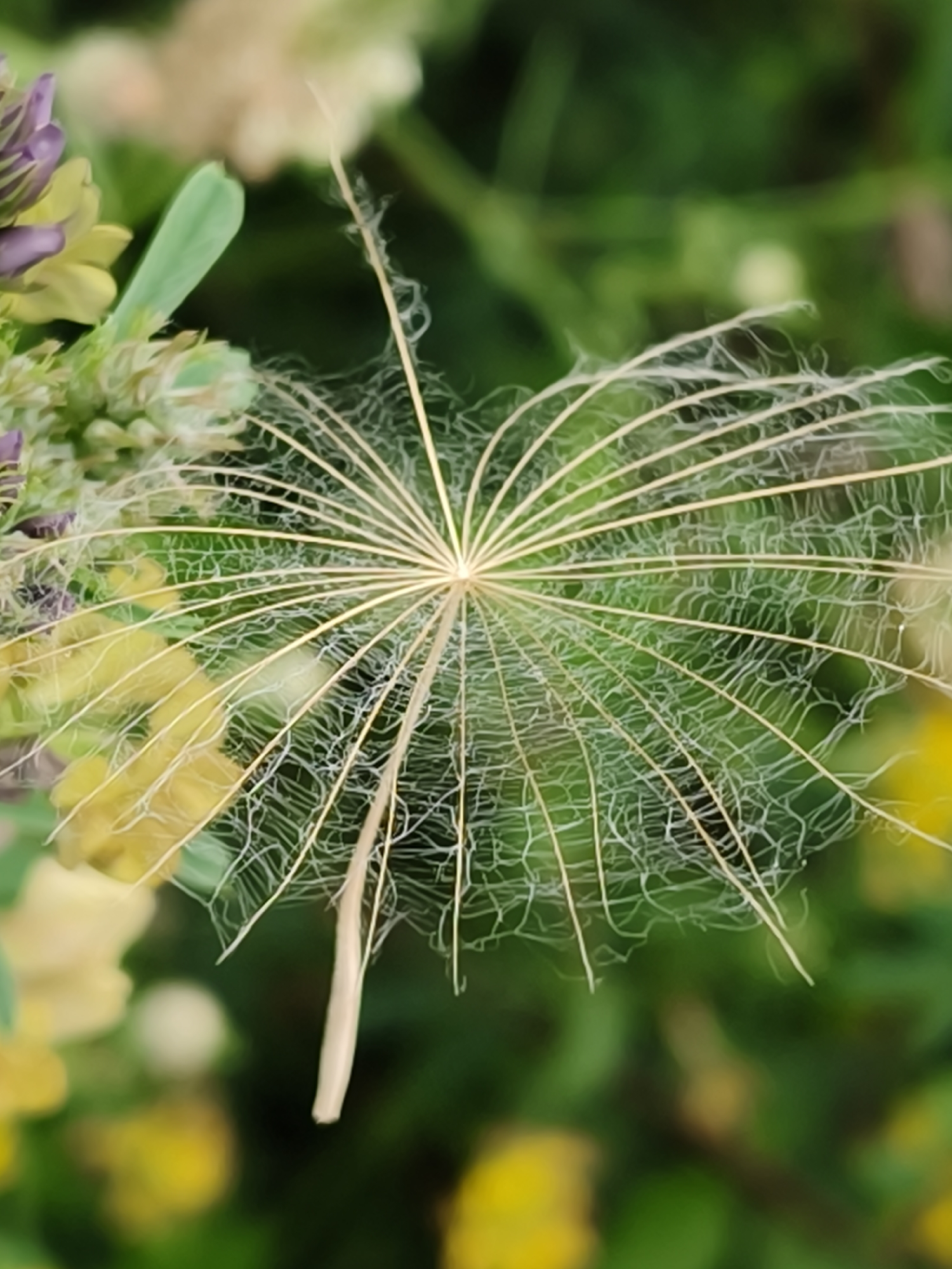 A close-up, vertical shot captures a single, delicate seed from a plant, likely a dandelion or similar species, suspended against a blurred backdrop of green foliage and scattered yellow and purple wildflowers. The seed itself is the focal point, exhibiting a symmetrical, starburst-like structure of fine, wispy filaments radiating from a central stem. The filaments are a pale, translucent beige and are intricately webbed with thinner, hair-like fibers. The background is a soft wash of greens, yellows, and purples, indicating a natural outdoor environment, possibly a meadow or garden. The overall impression is one of fragility and natural beauty. The specific location within Shyroka Dacha, Ukraine, cannot be determined from the visual information provided. There are no people, animals, or specific structures visible in the image.
