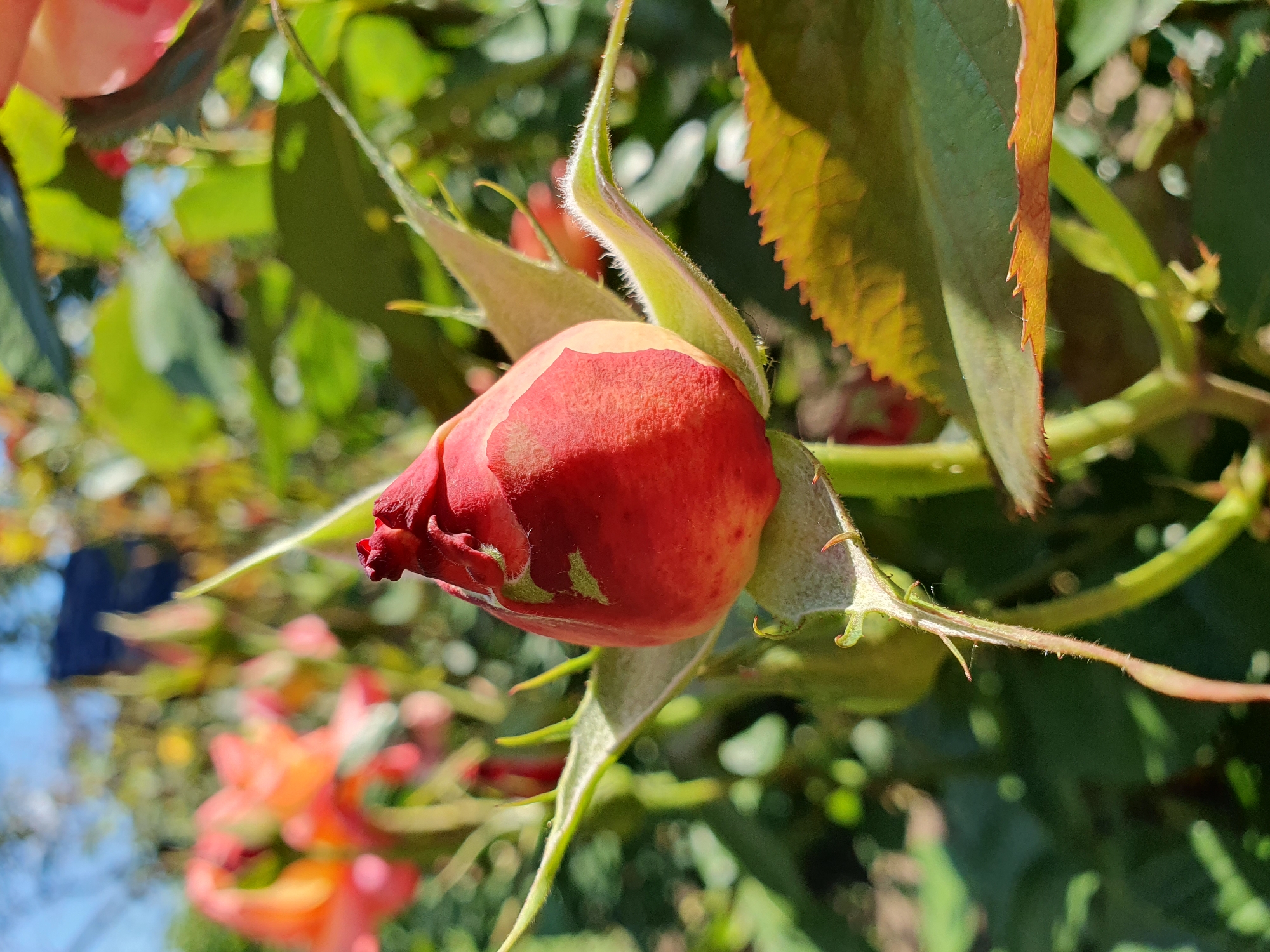 In Novoivanivka, Ukraine, a close-up, eye-level shot captures a red rose bud, its petals tightly furled. The bud is centrally positioned, illuminated by direct sunlight which casts soft shadows and highlights the velvety texture of its surface. Streaks of lighter red or pink are visible on the bud, along with a few small, light green markings. Surrounding the bud are several sepals, the outermost leaf-like structures, which are a vibrant green and covered in fine, white hairs. The sepals are pointed and curve outwards, cradling the bud. Beyond the focal point of the rose bud, the background is a soft blur of greens and oranges, indicating more roses or other flora in the garden setting. The overall impression is one of natural beauty and the anticipation of a bloom.