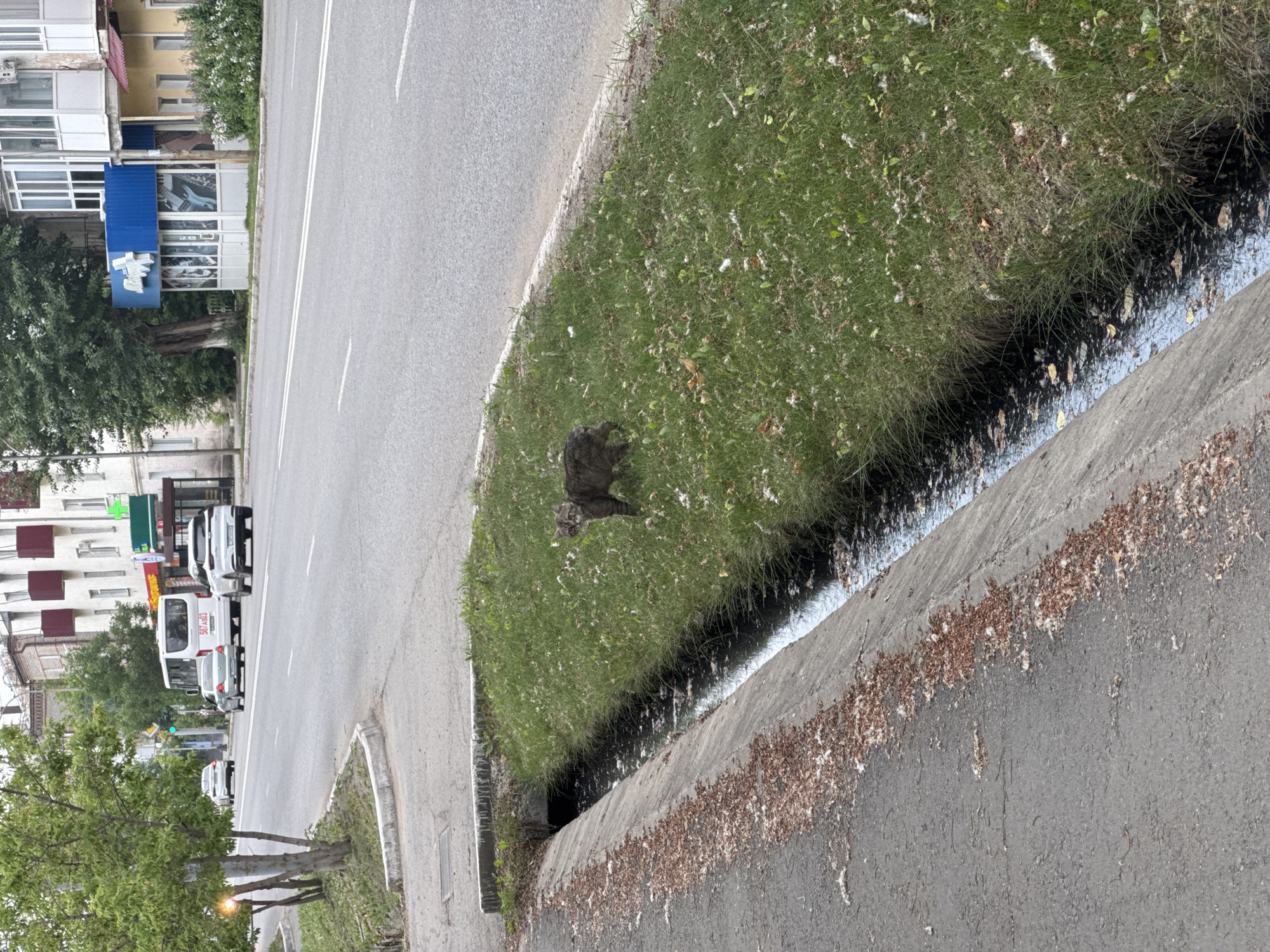 This image captures a street scene in Kokshetau, Kazakhstan. The main subjects are a cat foraging in the grass next to a drainage ditch, and several vehicles including cars and a bus driving on the asphalt road. The setting is an urban environment with multi-story buildings lining the street on the left side.
The cat is positioned in the grassy area between the road and the ditch, appearing to be looking for food or investigating something in the grass. The ditch itself is filled with dark water. On the road, there are white lane markings. Several vehicles are visible, with a white bus and a white car in the foreground, and other vehicles further down the road. The buildings on the left feature a mix of architectural styles, with some having balconies and distinct window designs. One building has a blue facade with signage that includes white text.
The time of day appears to be daytime, likely overcast or late afternoon, given the diffused lighting. The weather seems to be mild, with green grass and trees indicating a growing season. The overall atmosphere is one of everyday urban activity, with the cat adding a touch of natural life to the scene. There is visible white text on the blue facade of a building on the left.