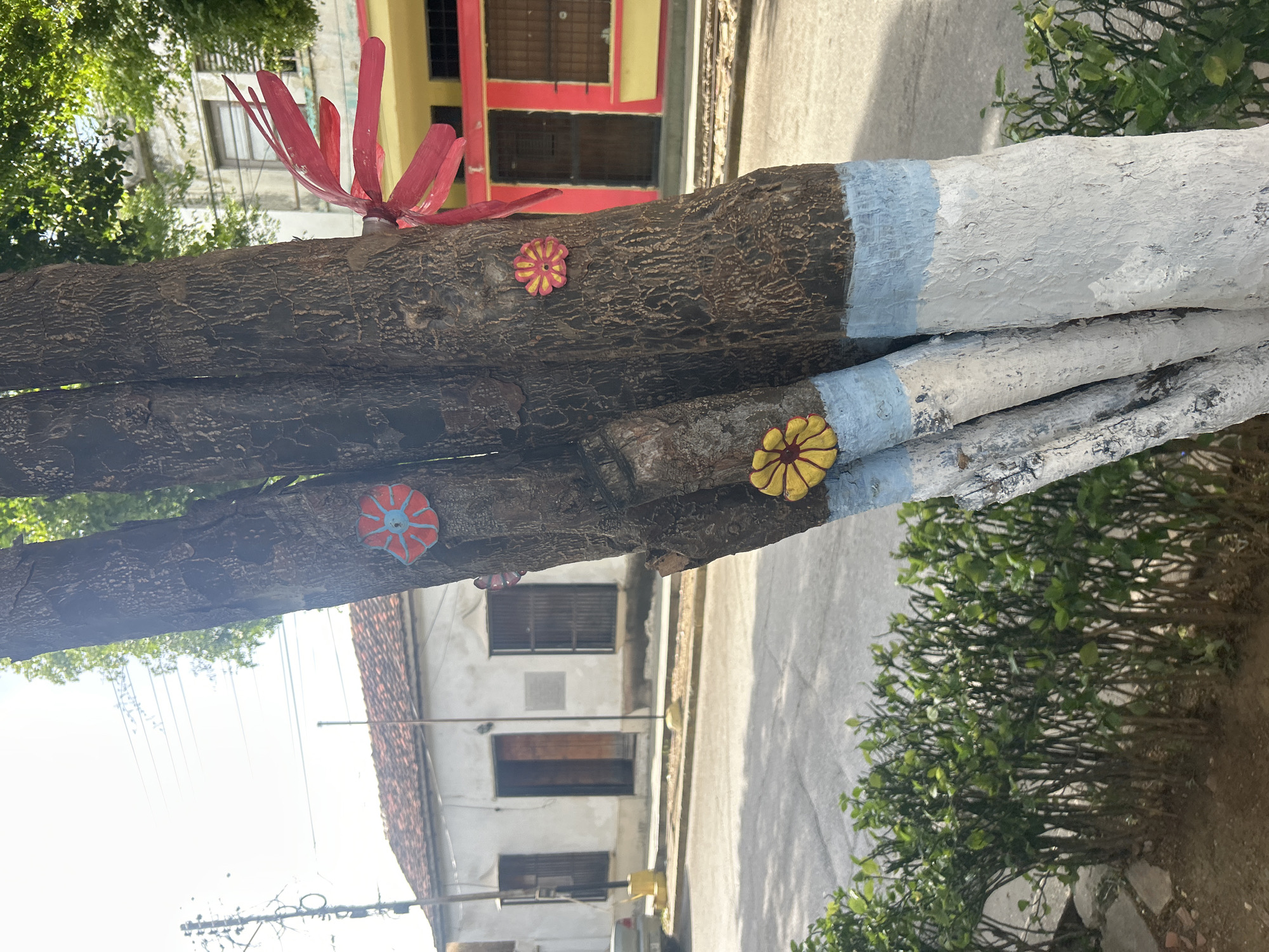 The image depicts a street scene in Santa Ana, Venezuela, focusing on a tree trunk adorned with colorful decorations. The tree has three main trunks, with its lower portion painted white and a band of light blue paint encircling it higher up. Attached to the bark are three flower-shaped ornaments: one red and blue on the left trunk, one yellow and red on the middle trunk, and one yellow on the lower part of the left trunk. A vibrant red ribbon is tied around the right trunk, extending upwards and outwards.
In the background, a white building with a red-tiled roof is visible, featuring open doorways and barred windows. To the right of this building is another structure with a yellow facade and red trim, also with dark-colored doors and windows. A street runs in front of these buildings, with a sidewalk bordered by a dense hedge of green bushes. The sky above is bright, suggesting a sunny day, and power lines are visible. The overall impression is a street in a residential or commercial area within the city.