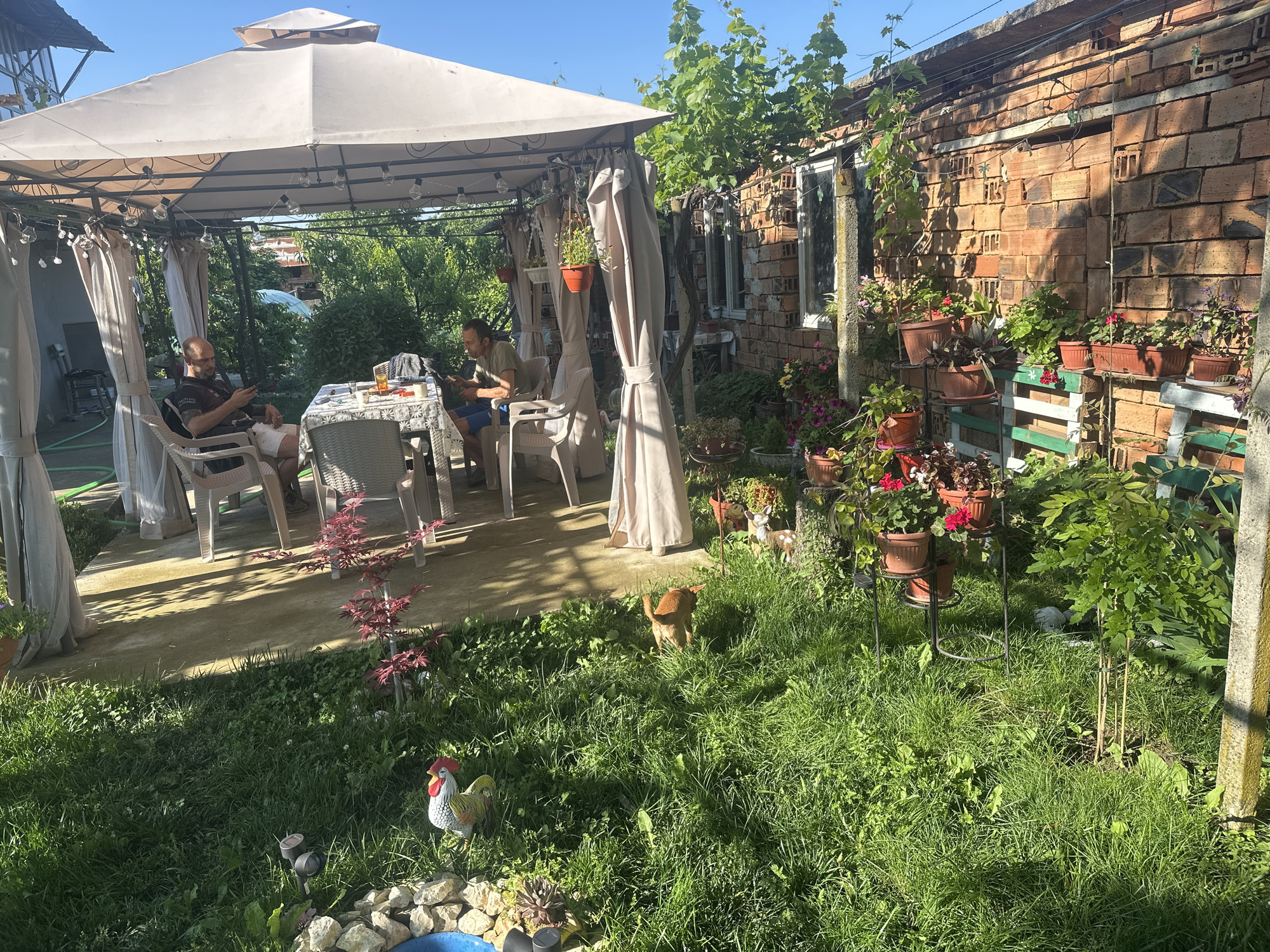 The image depicts a sunlit outdoor patio and garden area in Rogozen, Bulgaria, showing a casual, leisurely scene. Under a light-colored gazebo with string lights and tied-back curtains, two men are seated at a table. The man on the left, with a shaved head and beard, wears a dark t-shirt and white shorts, looking at his mobile phone. The man on the right, in a light t-shirt and blue shorts, also appears to be engaged with a device. A patterned tablecloth covers the table, holding drinks and other small items.
Beyond the paved area under the gazebo, a vibrant grassy lawn stretches into the foreground, featuring a small red-leaved tree, a ceramic rooster figurine, and two garden lights. A small, light-brown dog is visible in the grass near the middle right. To the right of the gazebo, a brick wall of a building is adorned with numerous potted plants of various types, including flowering and leafy greens, displayed on shelves and stands. Grapevines climb the wall and parts of the gazebo structure. The brickwork of the building features visible hollow bricks.
The scene is bathed in bright sunshine under a clear blue sky, casting long shadows, suggesting it is mid-morning or late afternoon on a warm day. The atmosphere is relaxed and peaceful, indicative of an enjoyable outdoor gathering or a quiet afternoon at home. No discernible text is visible in the image.