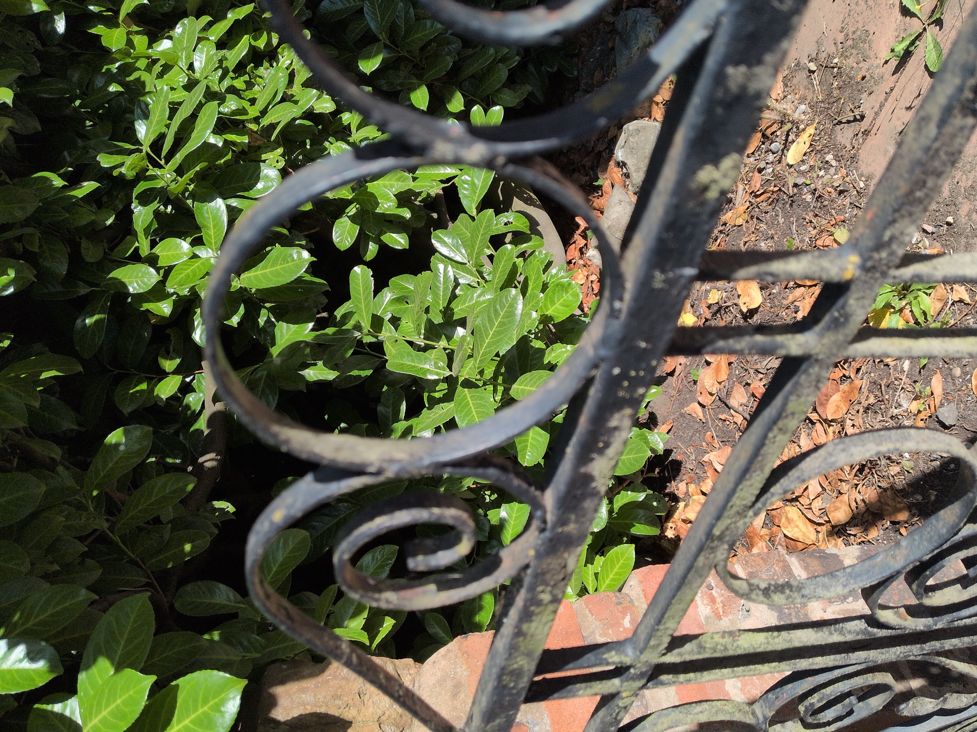 The image shows a close-up view of a black metal gate in the foreground, with a brick wall and lush green foliage behind it. The gate has decorative scrolled elements and appears to be aged, with some wear and tear visible. The foliage is dense and consists of many small, glossy leaves, suggesting a well-maintained garden or hedge. The ground beneath the foliage is covered with dry brown leaves and small stones. Sunlight casts shadows across the scene, highlighting the textures and details of the gate and the surrounding environment. The setting appears to be outdoors, in a garden or yard area, consistent with a residential property. This image does not depict any people or any specific actions or interactions. The location is the city of Dawley, United Kingdom.